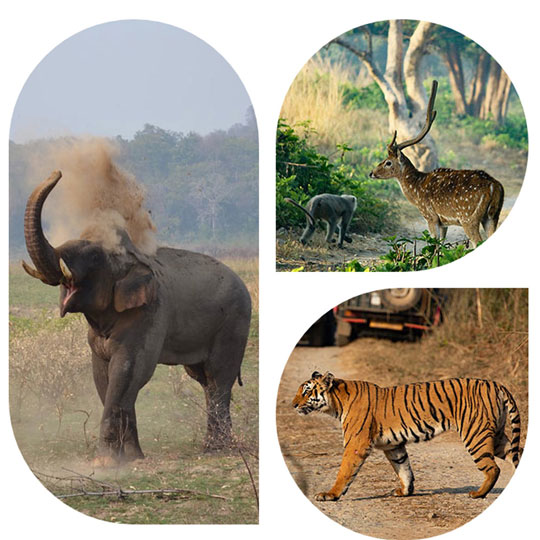 Wild Life Tours Packages India