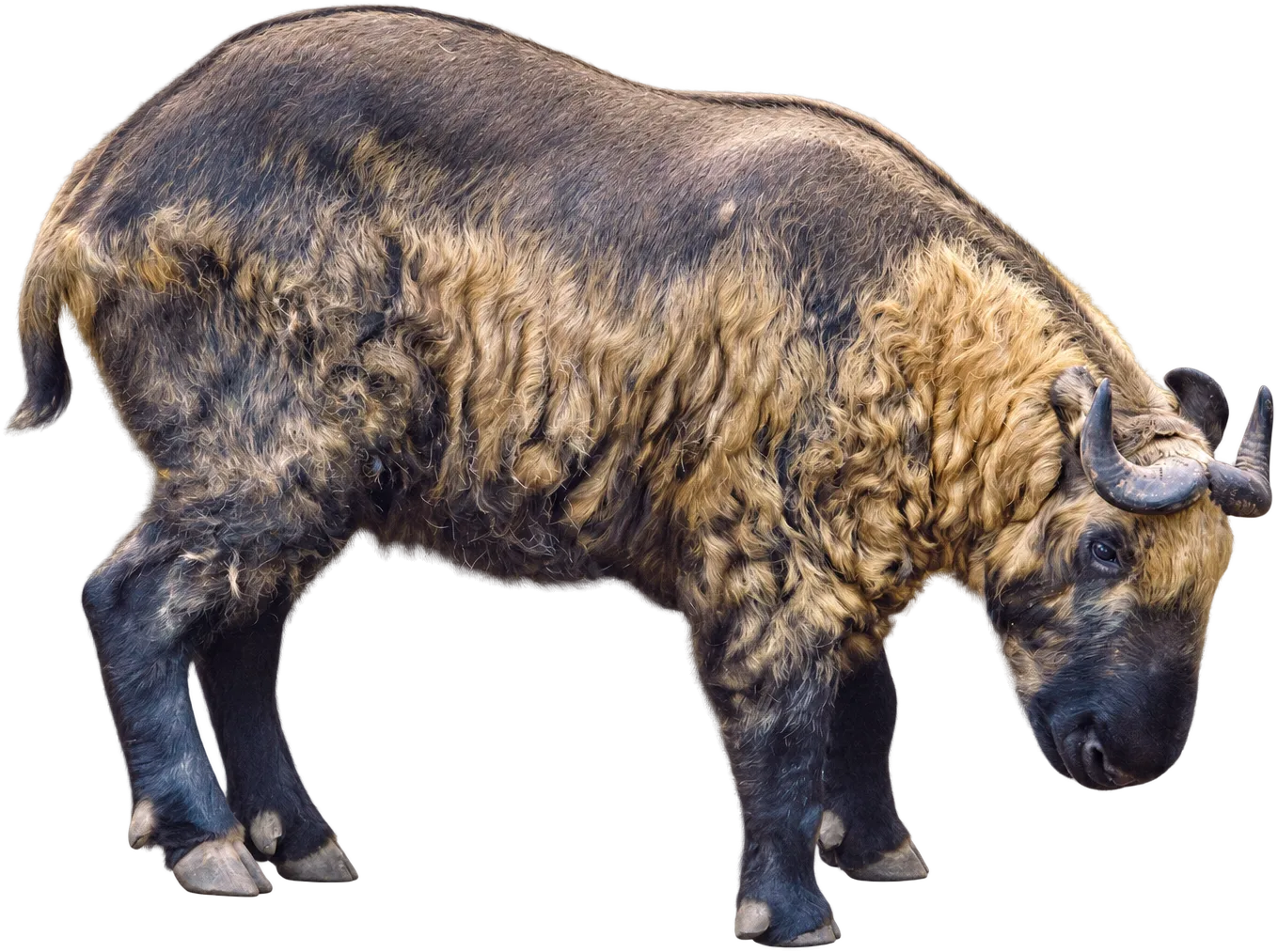 A takin, Bhutan’s national animal, its head lowered to a stream