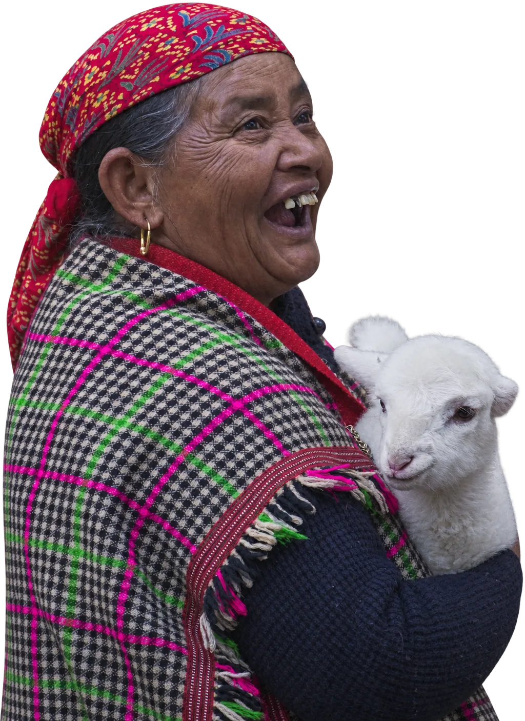 A woman in a checked shawl laughing, a white lamb in her arms, Himachal Pradesh