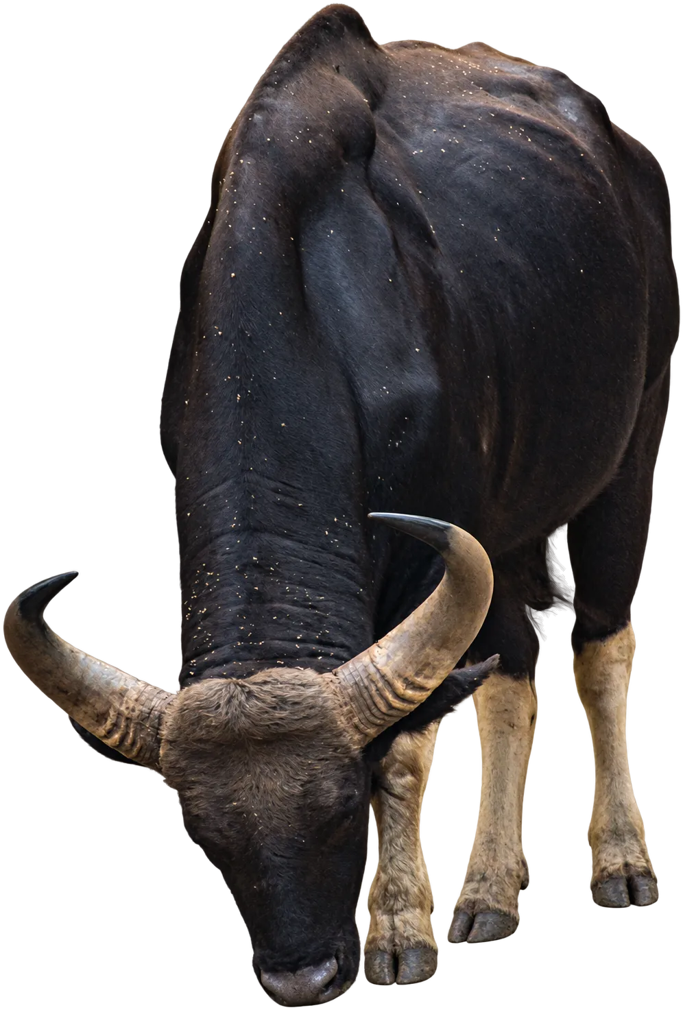 A gaur, the Indian bison, grazing with its horns lowered