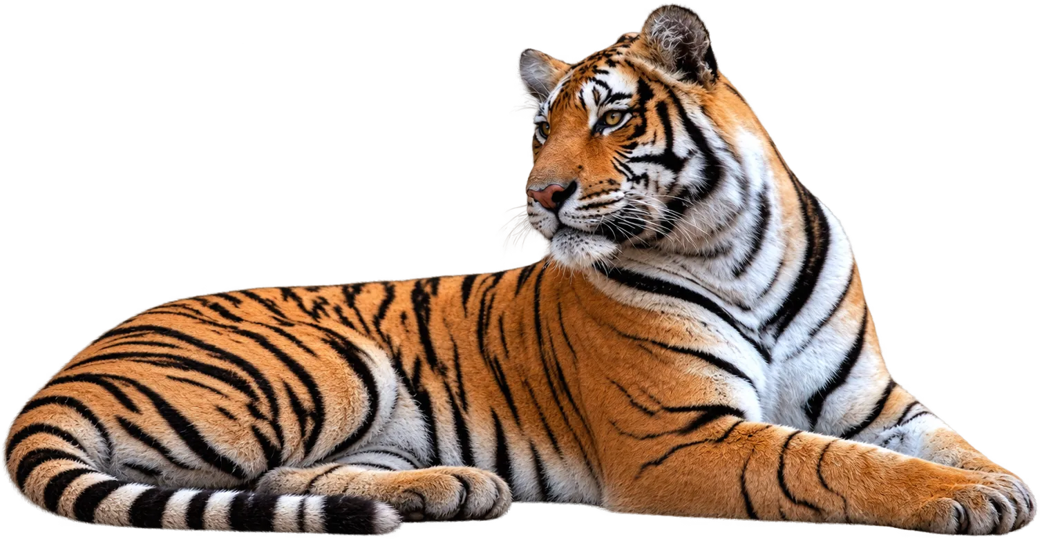 A tiger lying down, looking over its shoulder