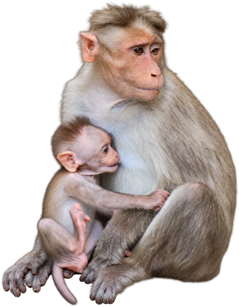 A bonnet macaque sitting with her baby held to her chest, Wayanad