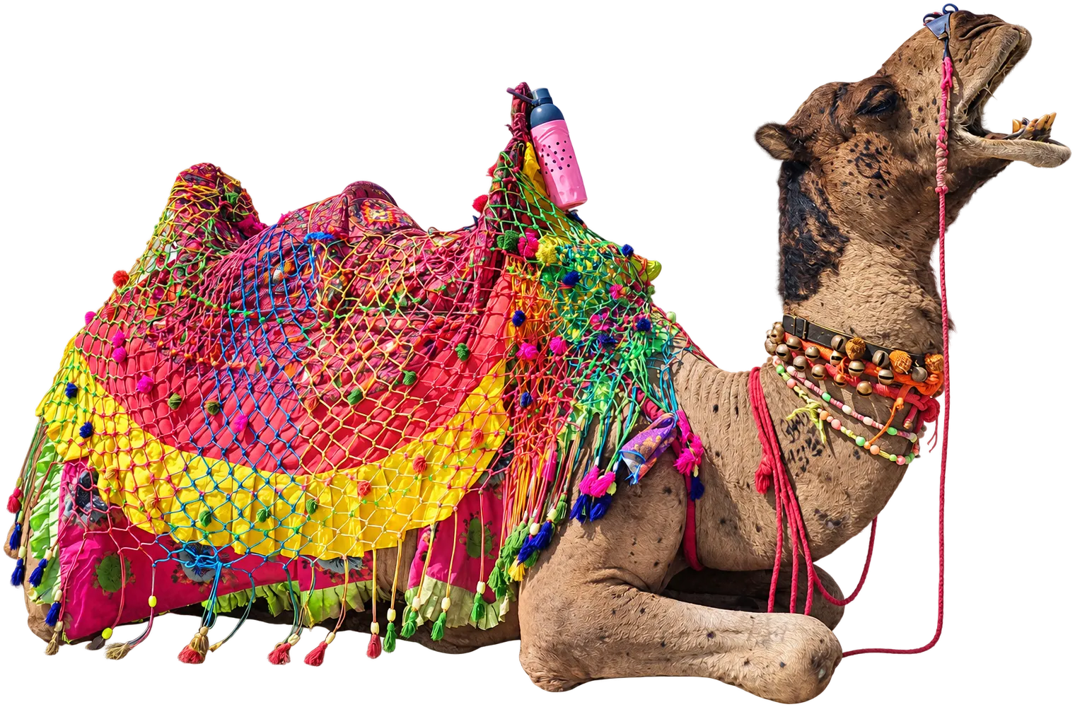 A camel in an embroidered, tasselled saddle cloth, resting on the white Rann