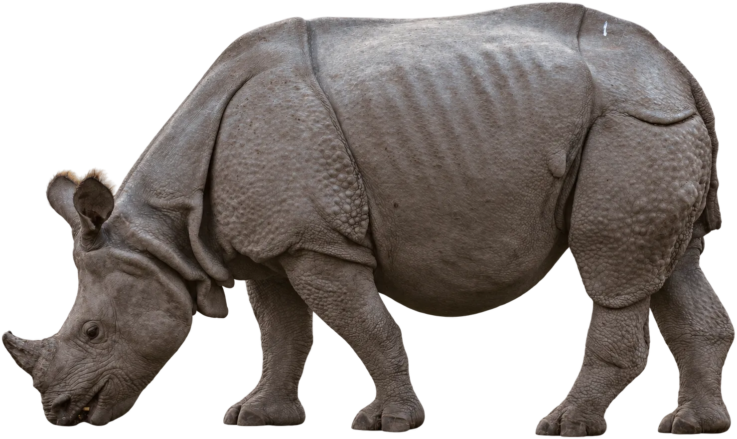 A one-horned rhinoceros grazing, Kaziranga