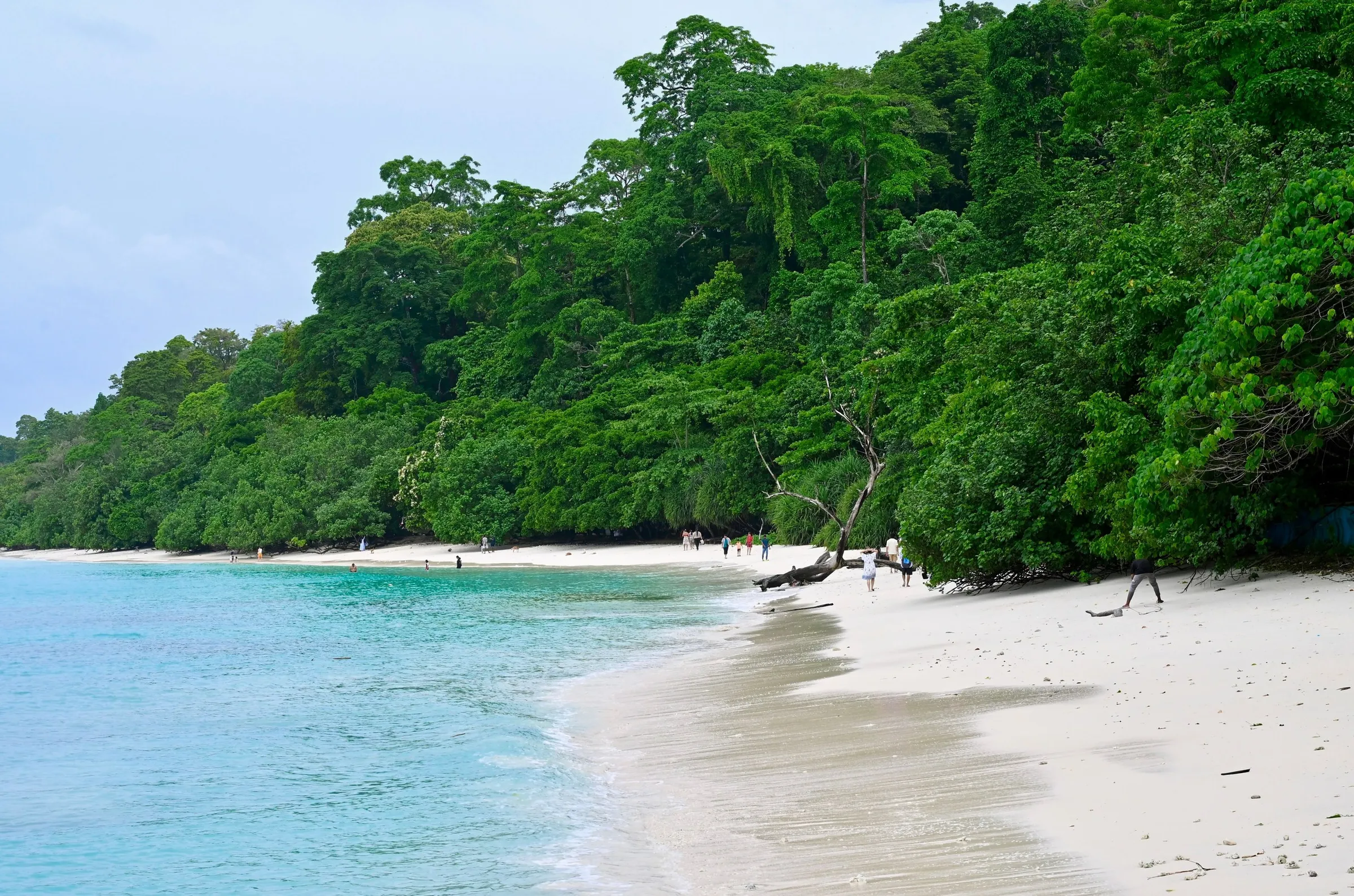 White sand and clear water below the forest on an Andaman island
