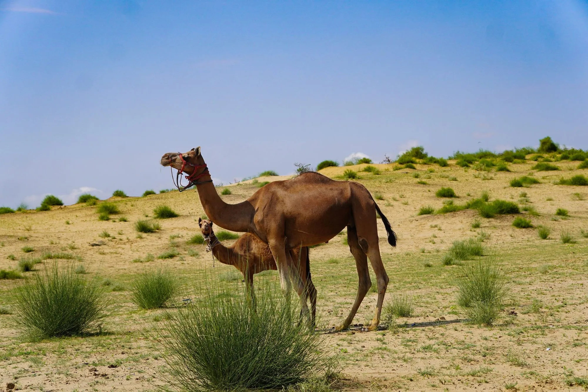 Camels in the Thar desert