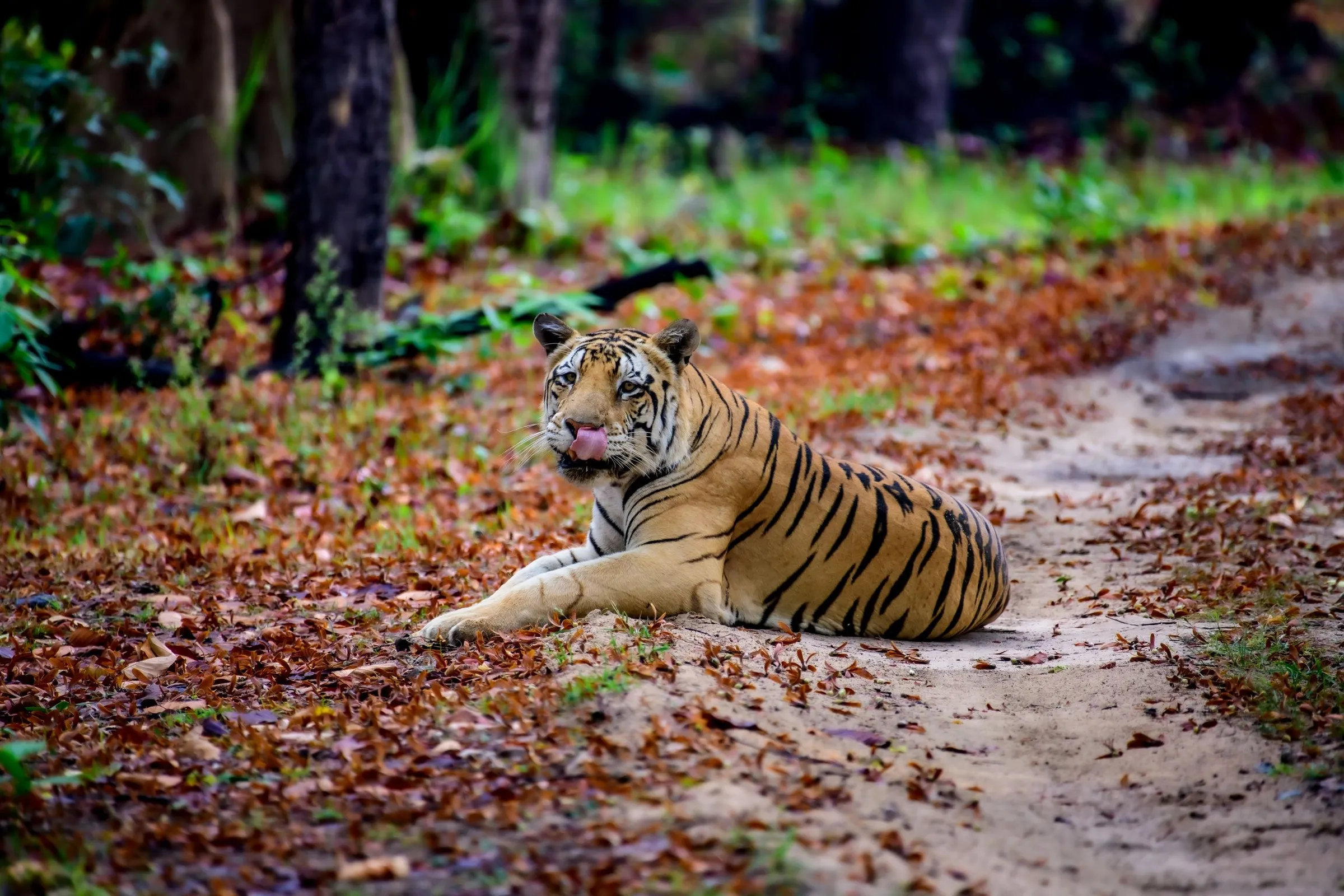 A Bengal tiger walking on a forest track
