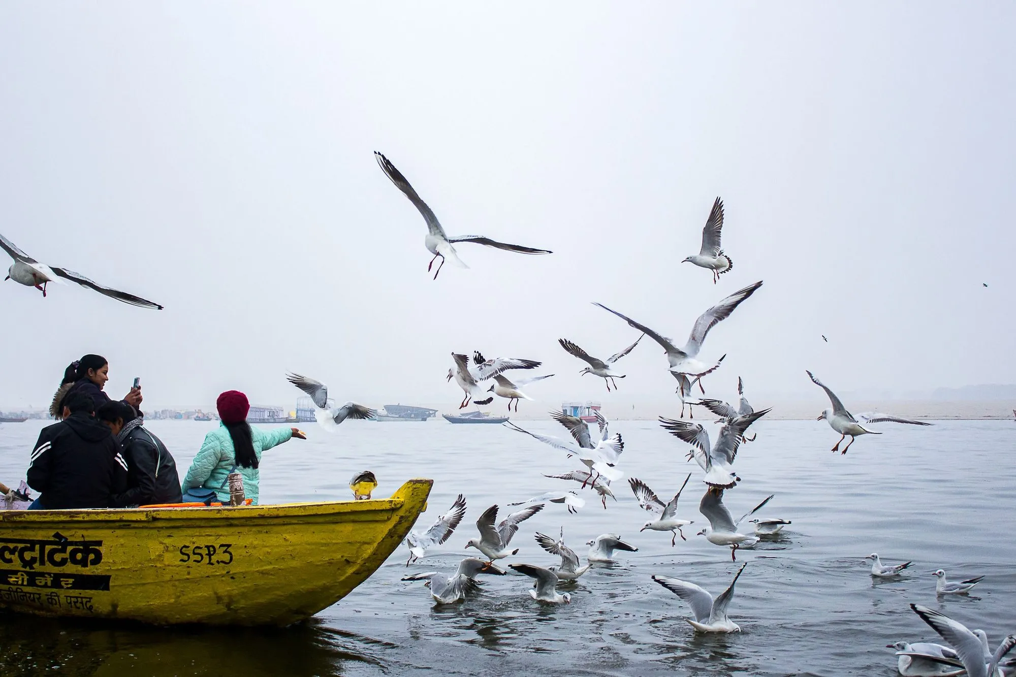 A boat on the Ganga with gulls