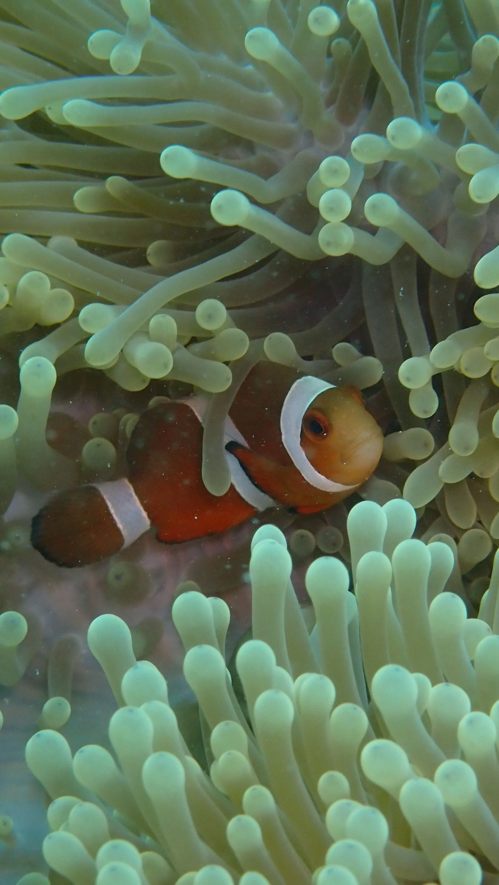 A clownfish in its anemone on an Andaman reef