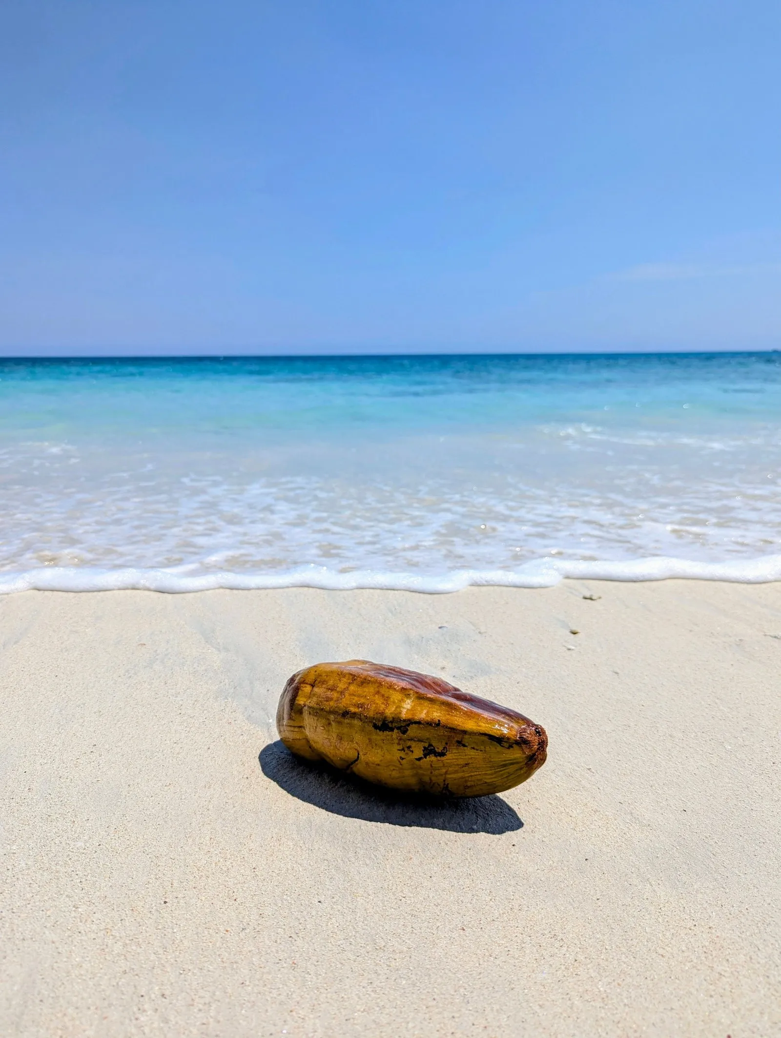 A coconut washed up on the white sand of a Havelock beach