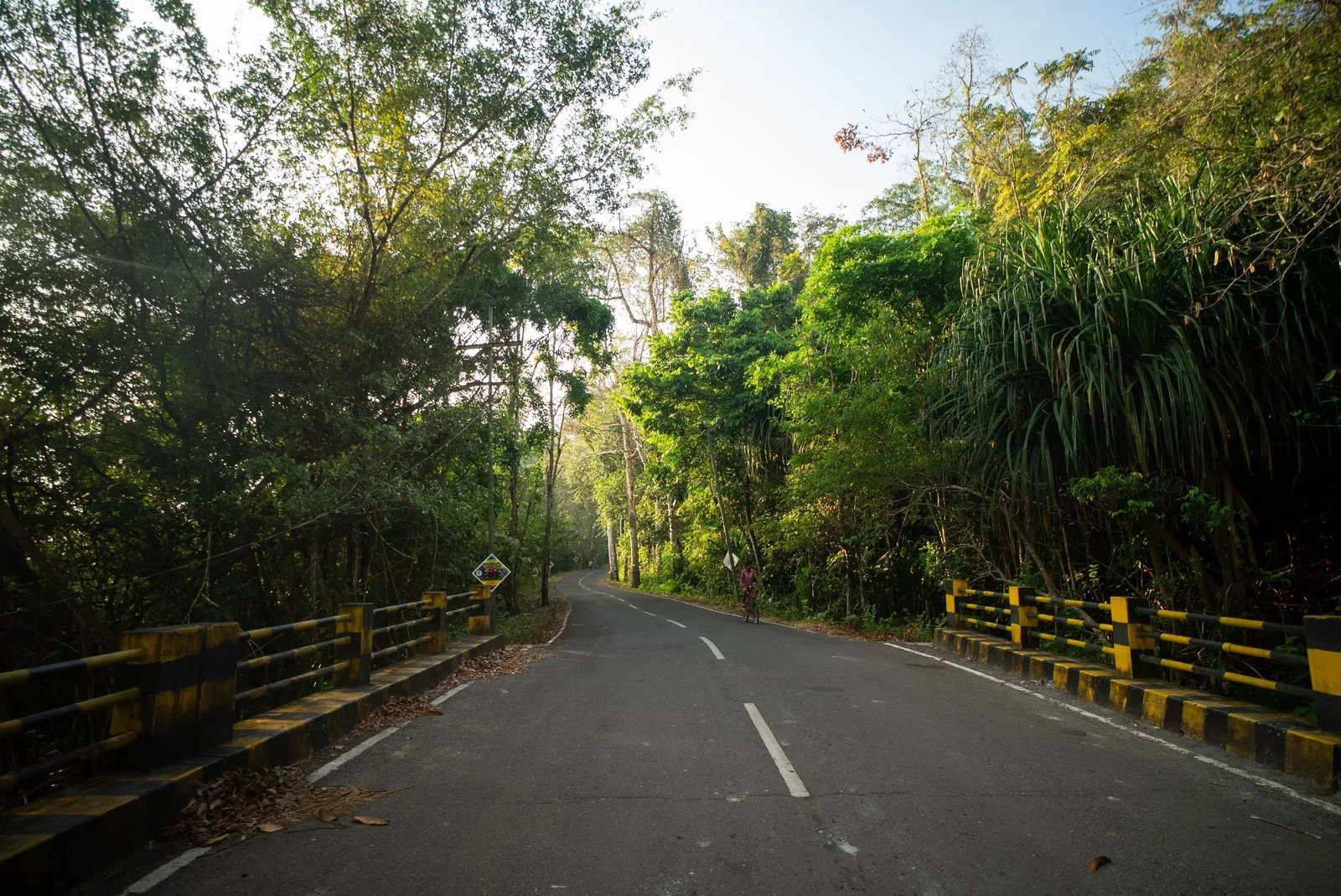 The road through the forest on Havelock Island