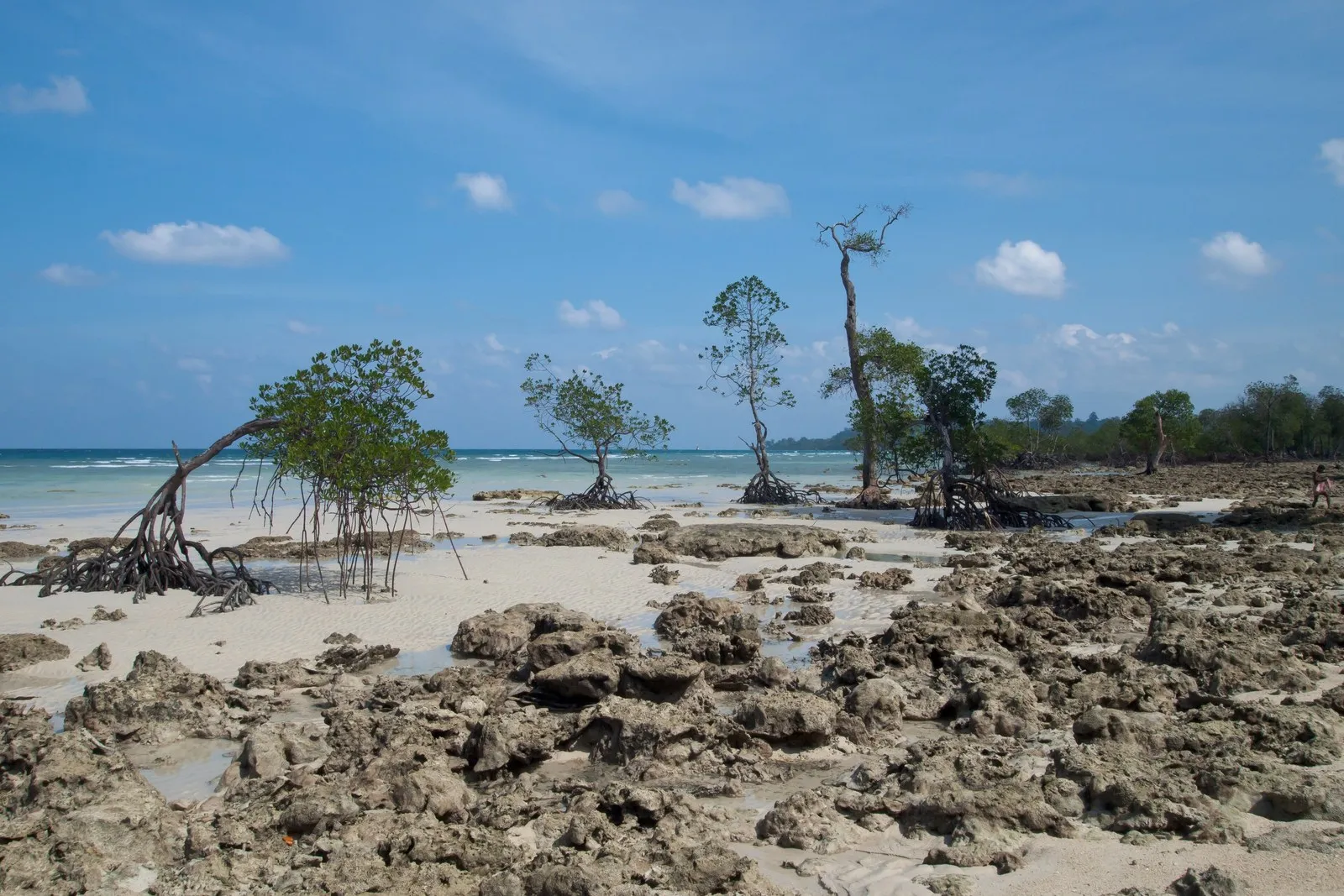 Mangroves on the coral flats at low tide, Laxmanpur, Neil Island