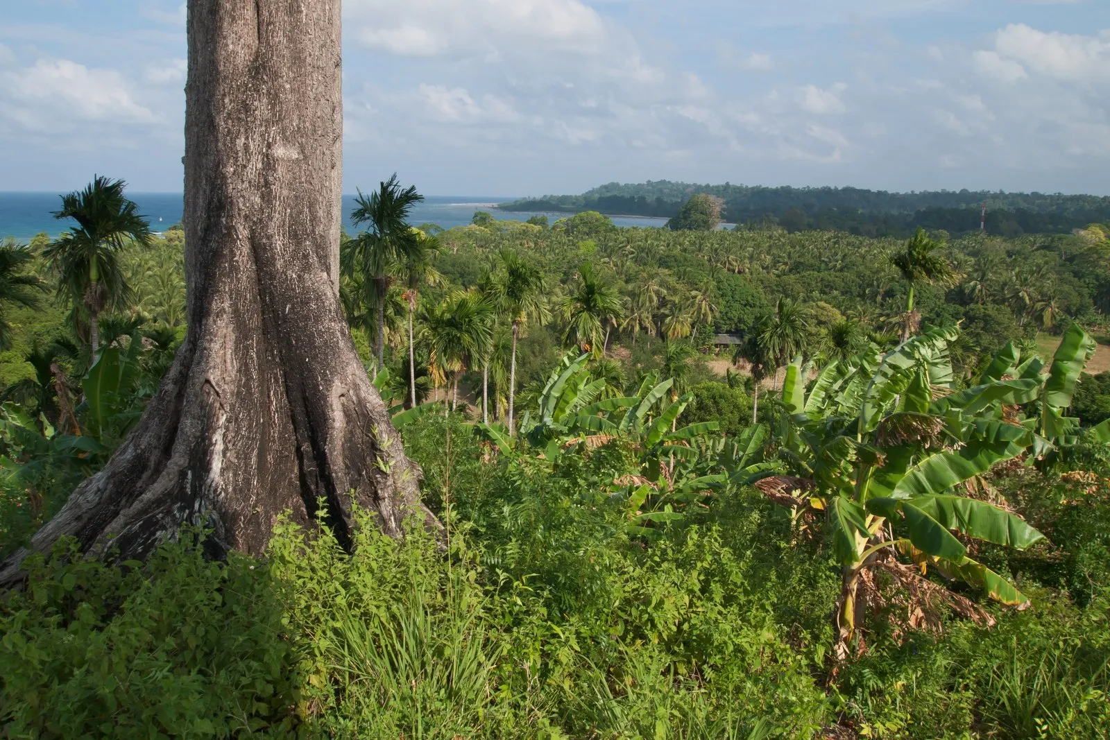 Banana and areca gardens in the green interior of Neil Island