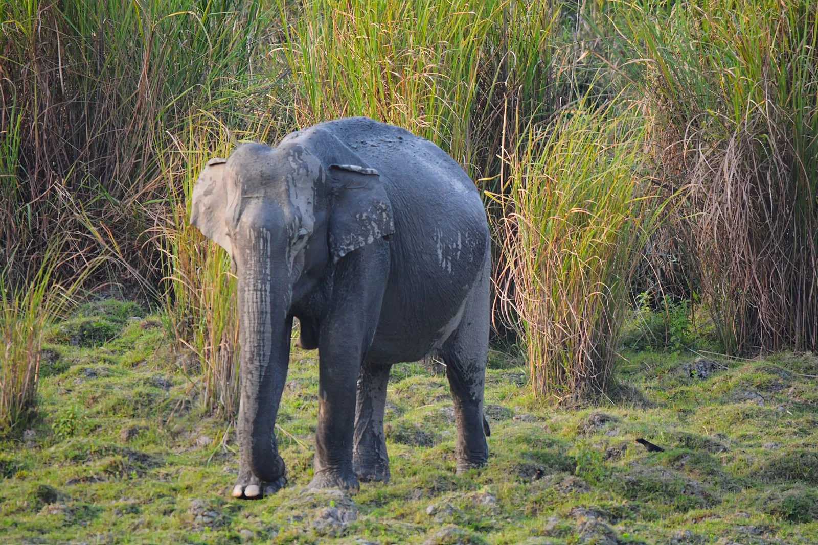 A wild elephant stepping out of the tall grass in Kaziranga National Park