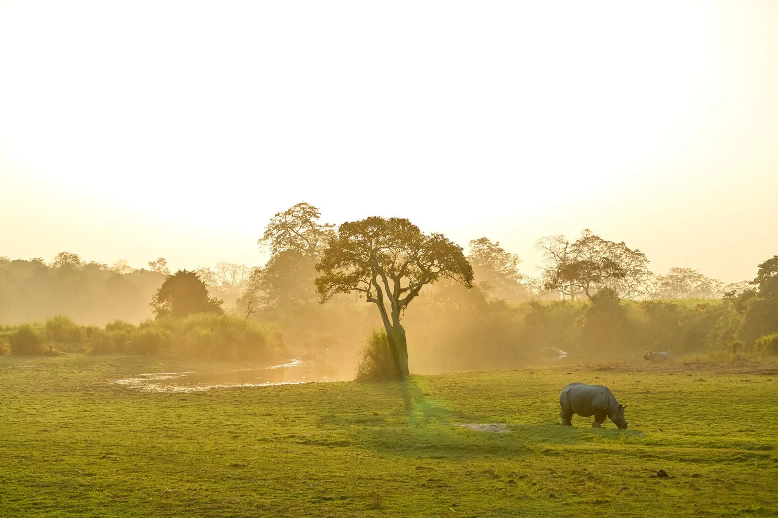 A rhinoceros grazing in the low golden light of Kaziranga’s grasslands
