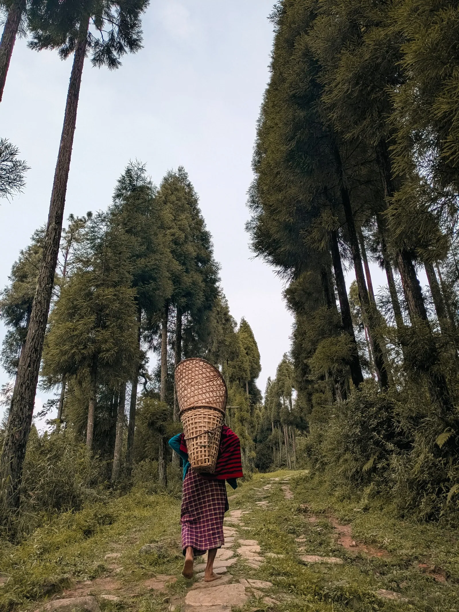 A woman carrying a cone-shaped cane basket along a path through pines in Meghalaya