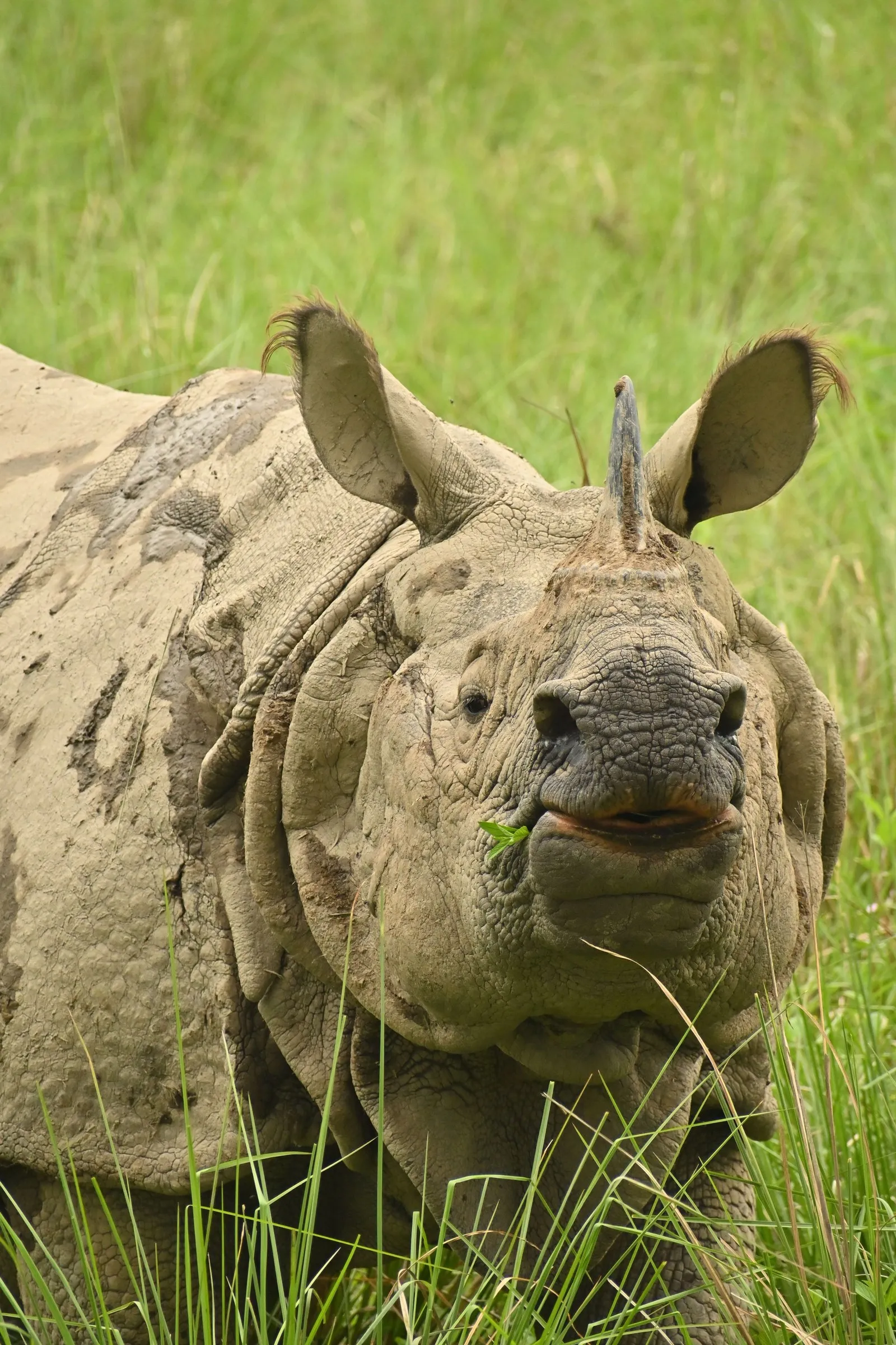 A one-horned rhinoceros in tall grass at Kaziranga, the folds of its hide caked with mud