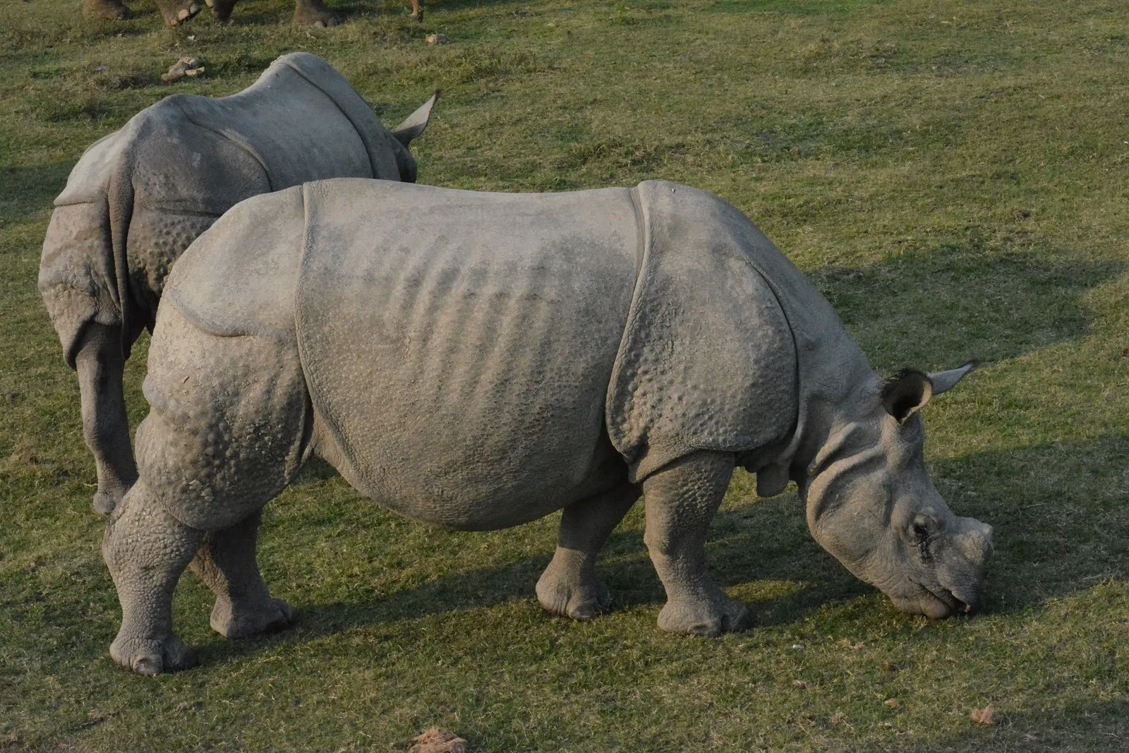 Two one-horned rhinoceroses grazing in Kaziranga National Park