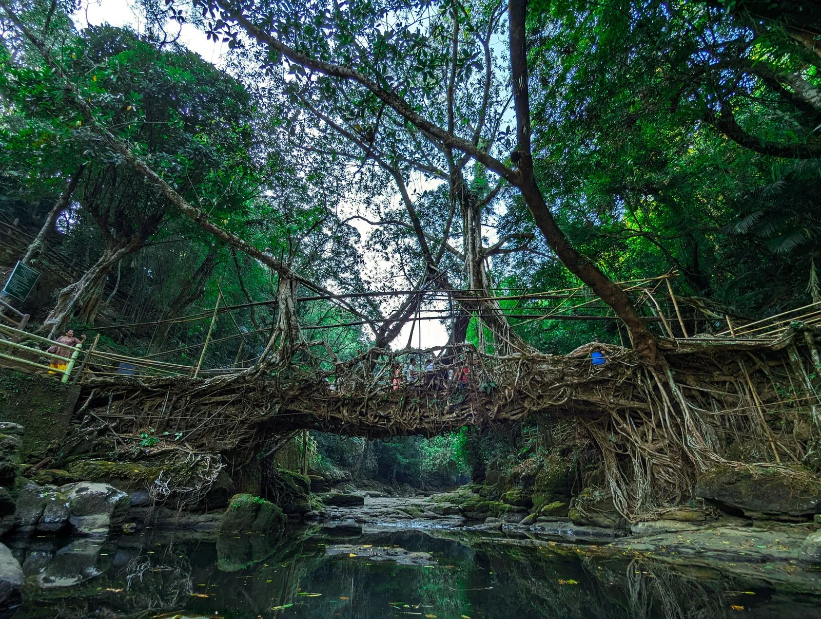 The living root bridge at Riwai, near Mawlynnong, over a forest stream
