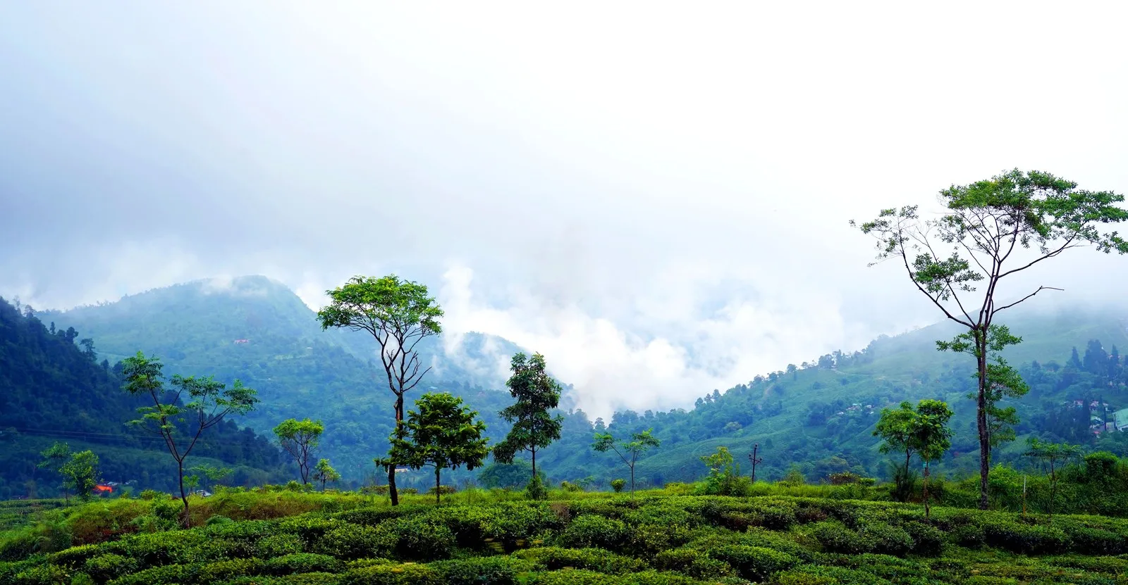 Tea bushes and tall shade trees under mist in the Darjeeling hills