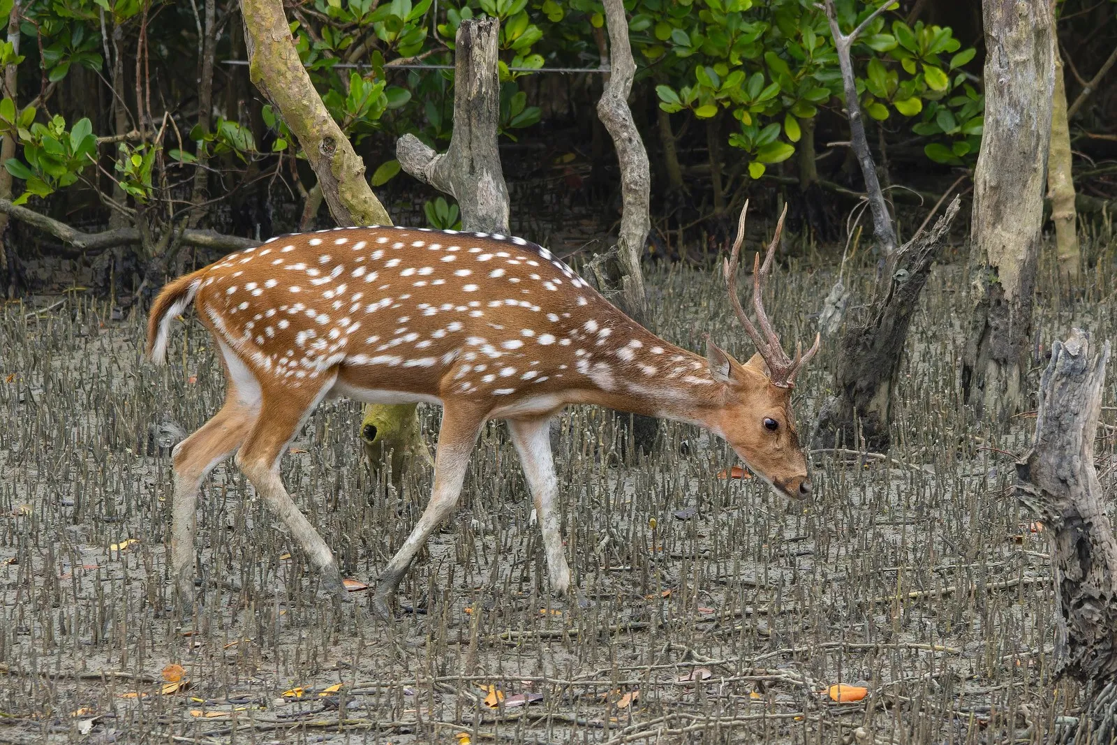 A chital stag among the breathing roots of the mangroves, Sundarbans