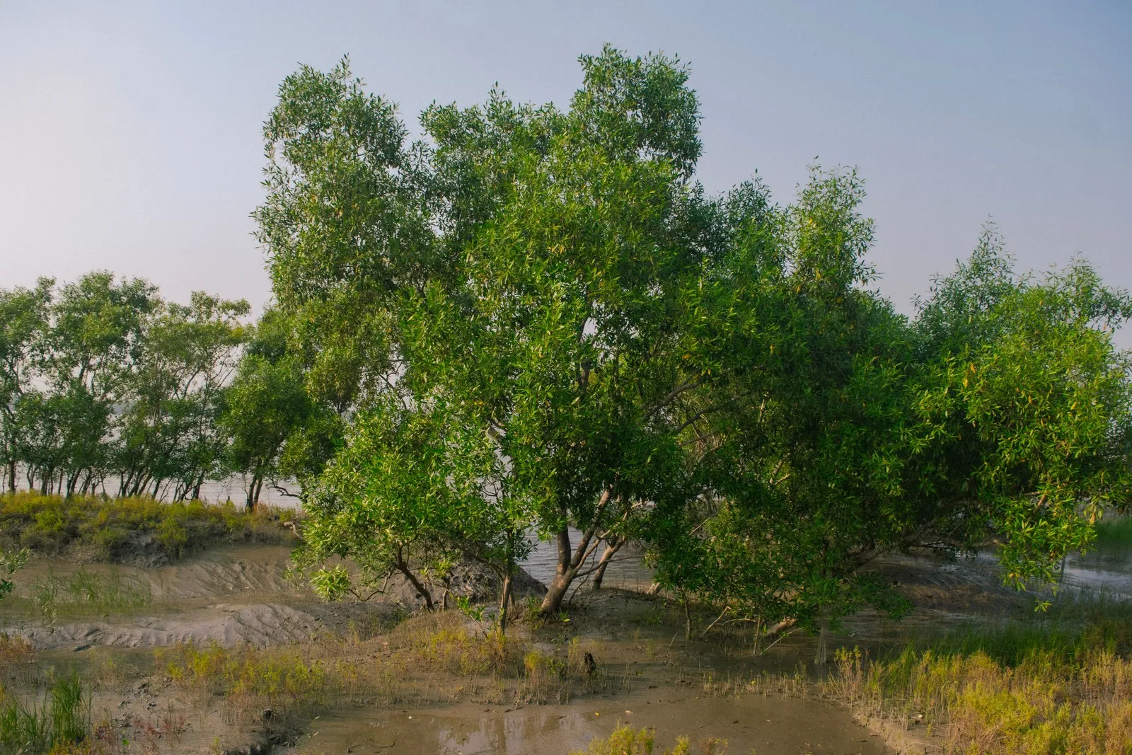 Mangrove trees on a mudbank at low tide in the Sundarbans