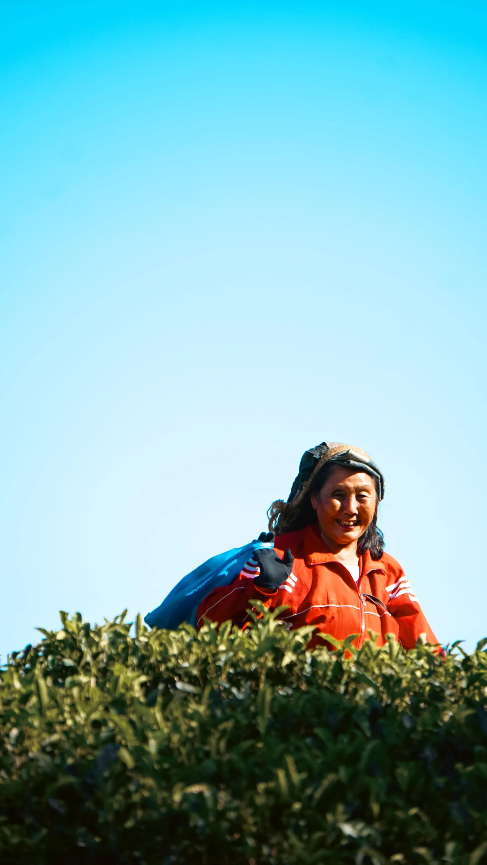 A tea picker in an orange jacket smiling among the bushes of a Darjeeling garden