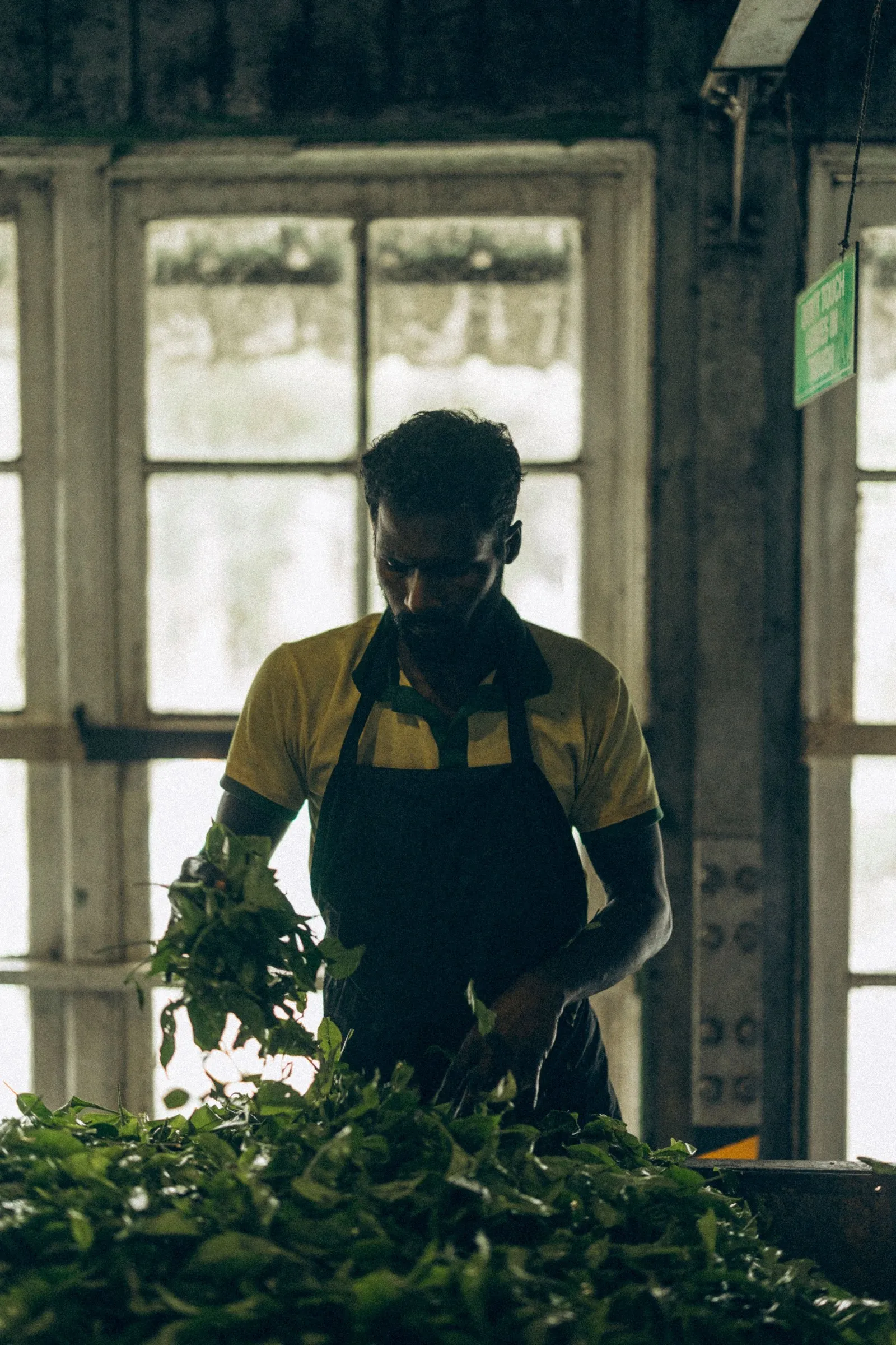 A worker sorting fresh leaf in a tea factory at Nuwara Eliya