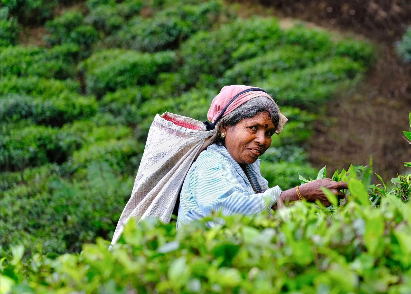 An elderly tea picker at work on an estate near Haputale, in the hill country