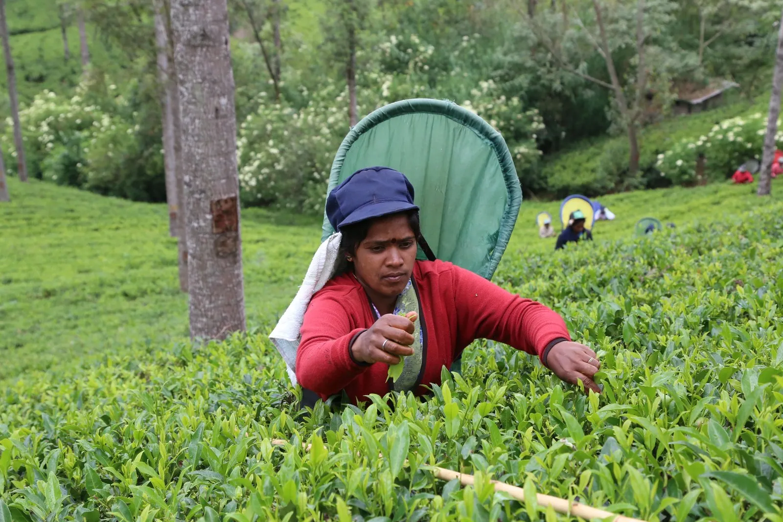 A tea picker at work among the bushes near Nuwara Eliya