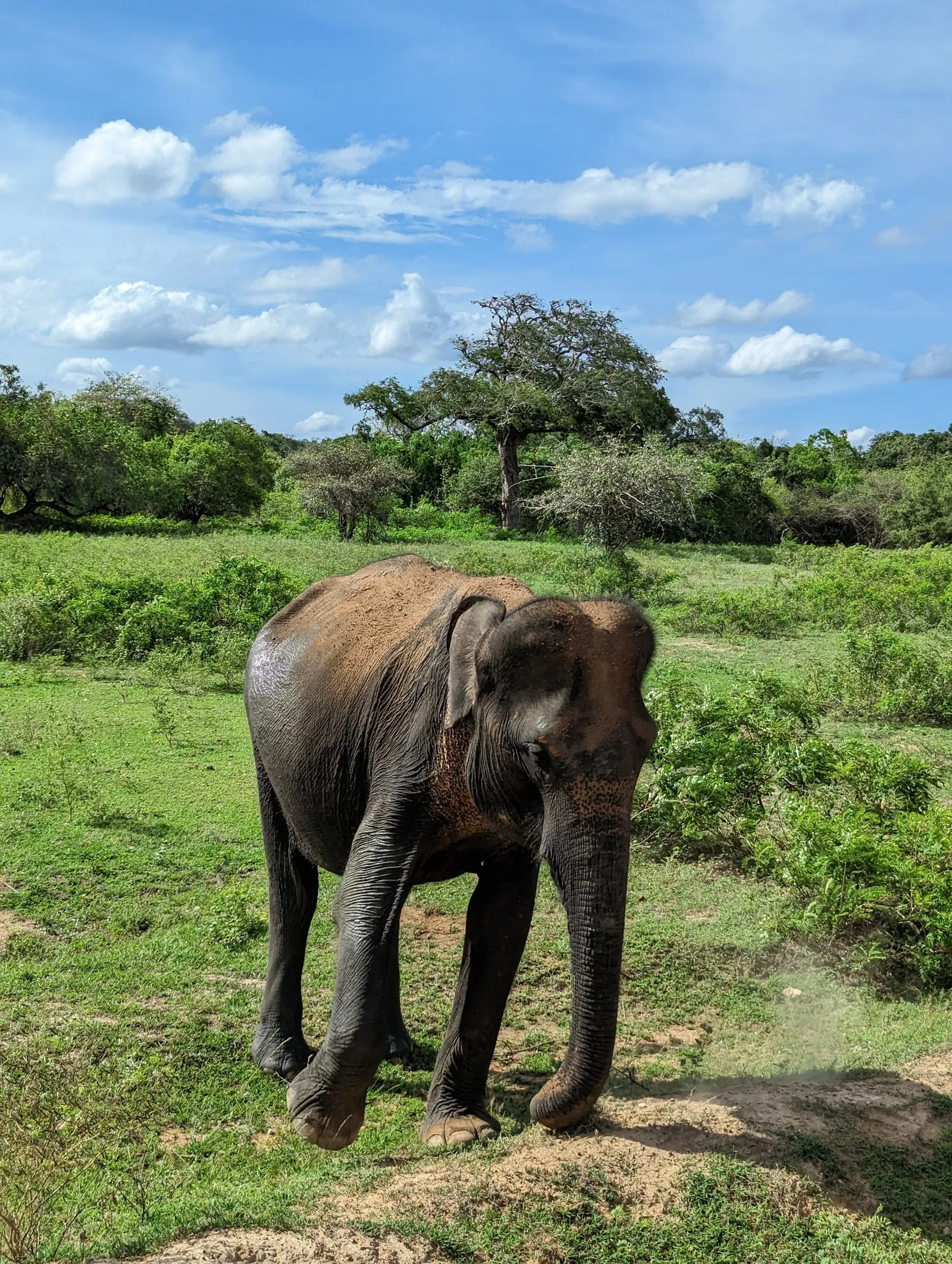A wild elephant on open grassland in Yala National Park