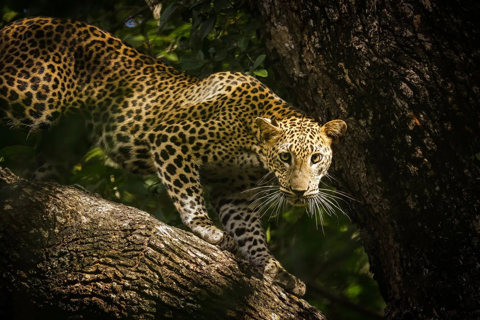 A leopard on a tree branch in Yala National Park