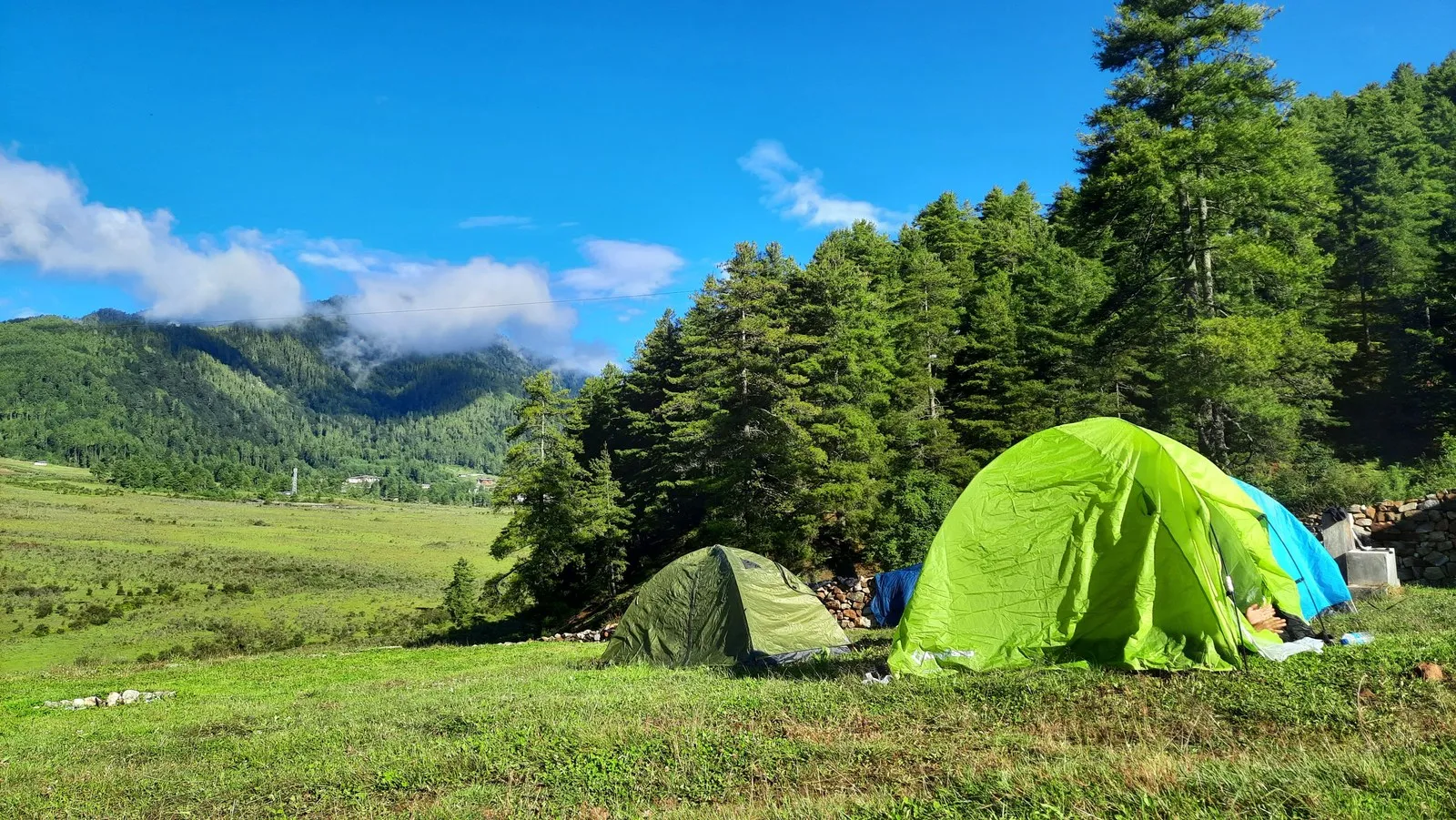 Tents pitched in a meadow below a pine forest, Bhutan