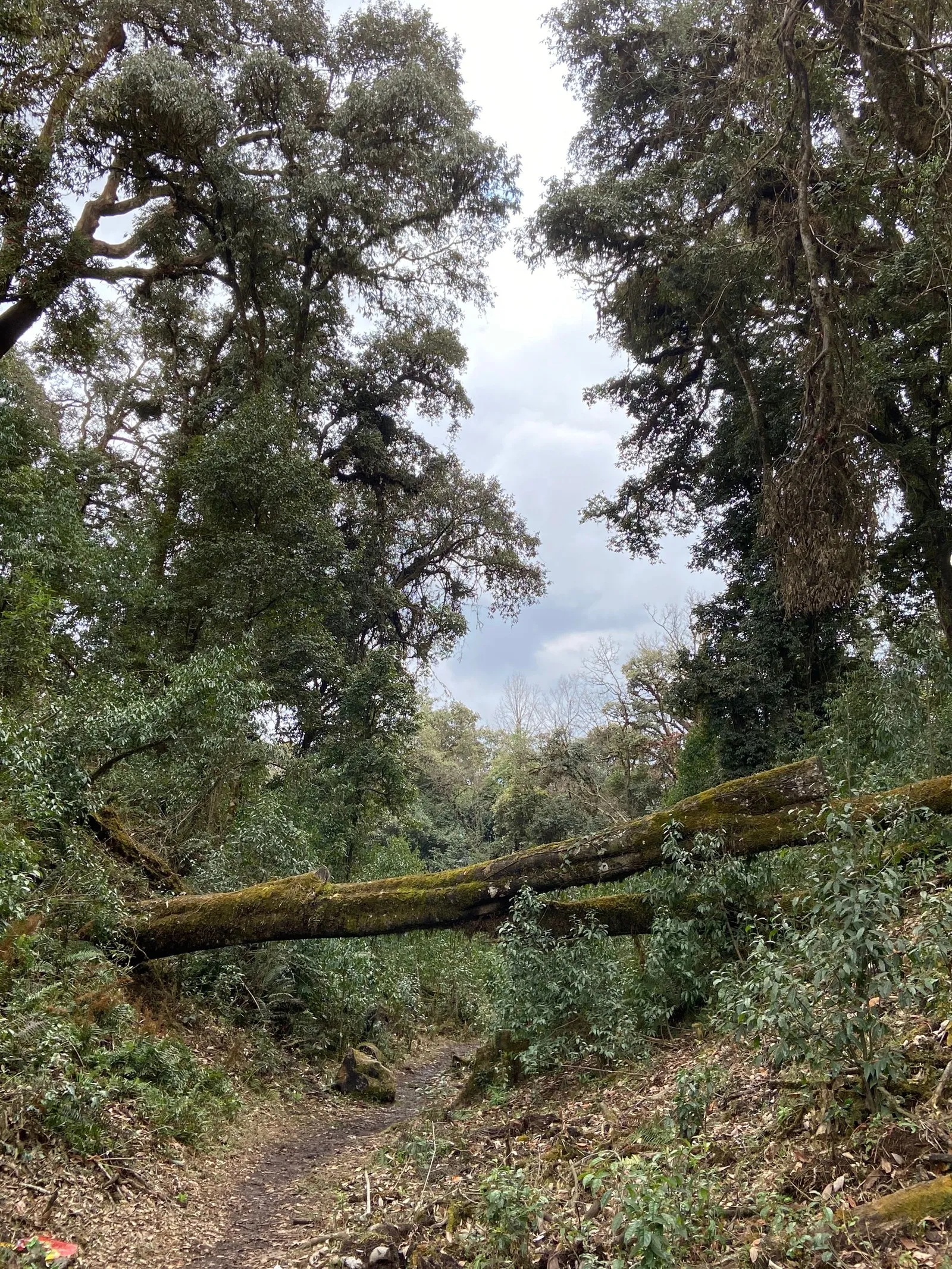 A forest trail under old trees near Punakha