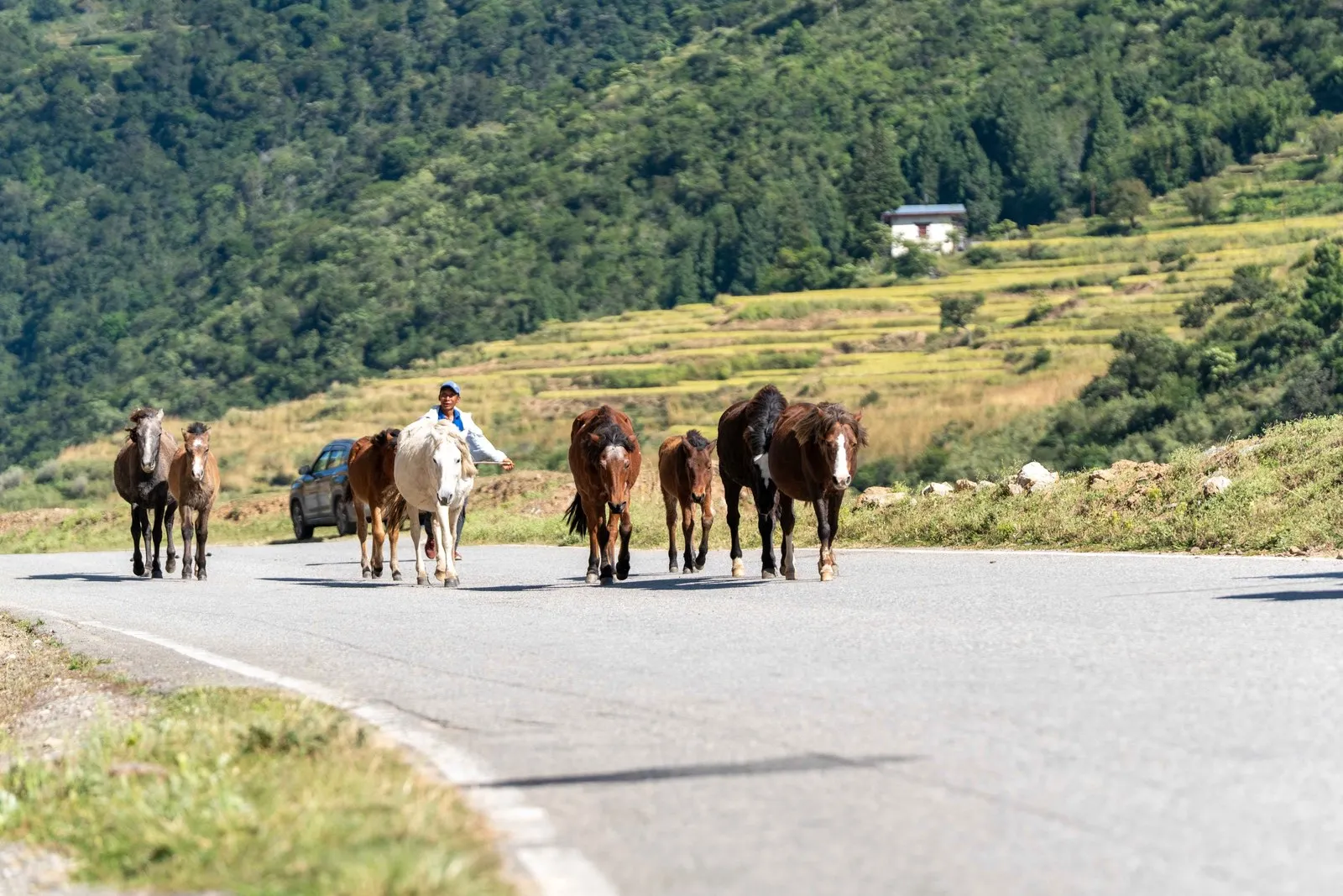 A horseman bringing his horses along a country road, terraced hills behind, Bhutan