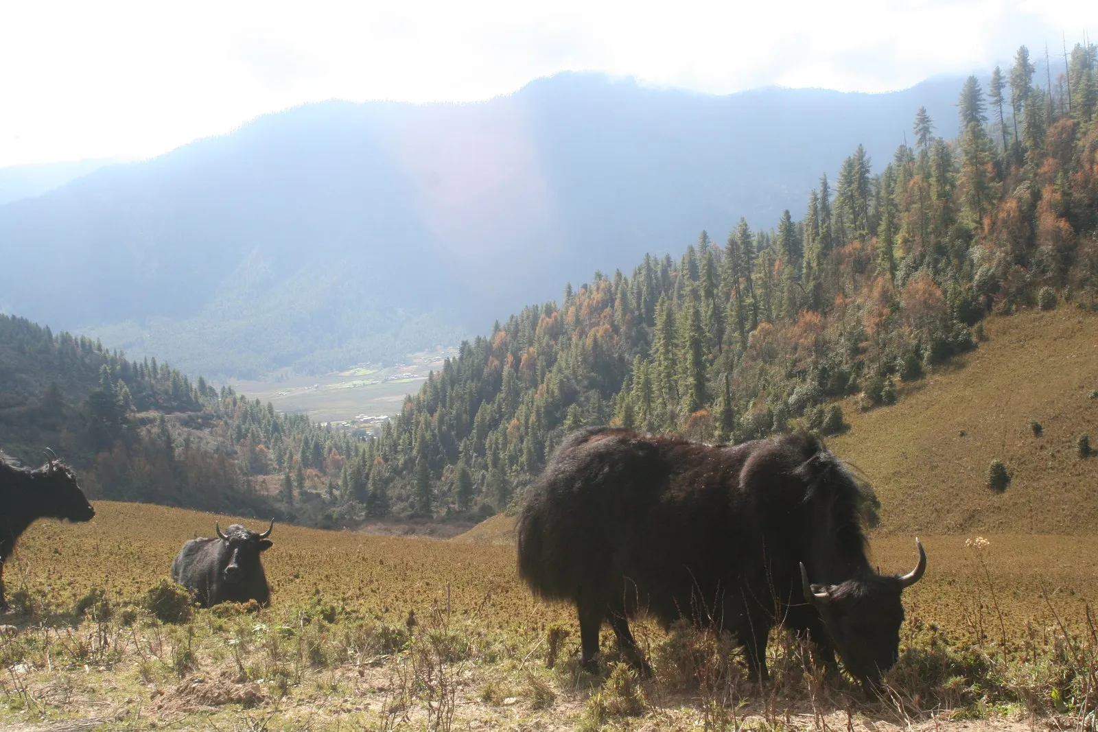 Yaks grazing on the slopes above the Phobjikha valley