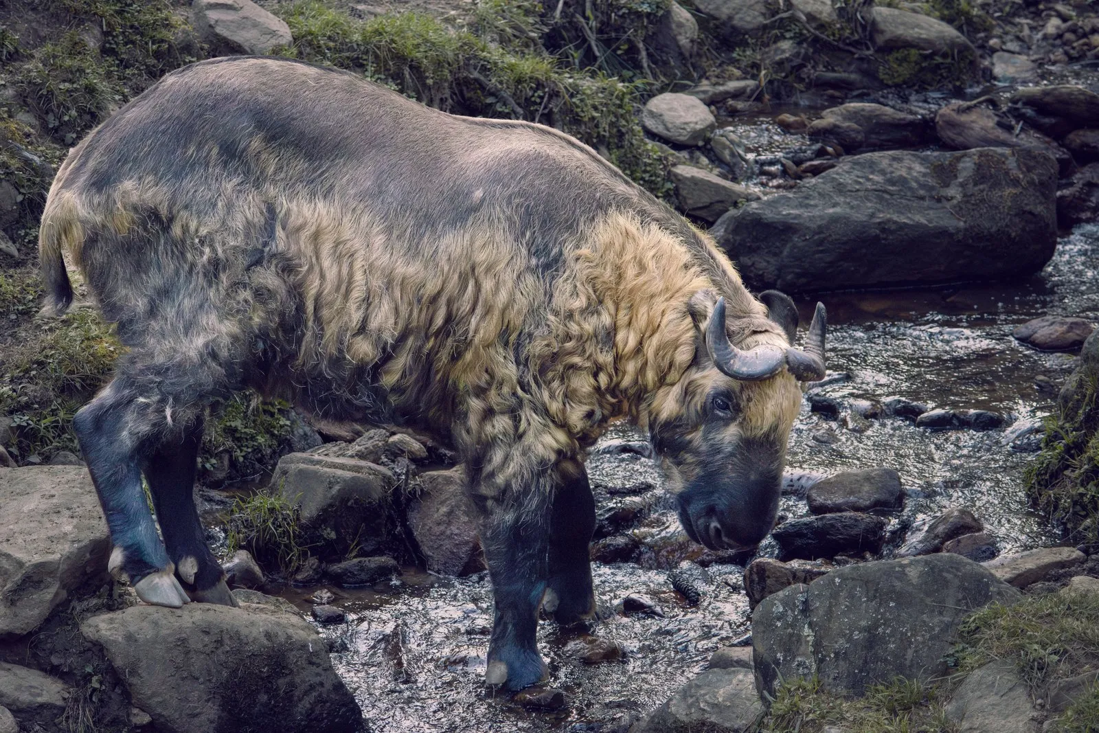 A takin, Bhutan’s national animal, at a forest stream in Thimphu