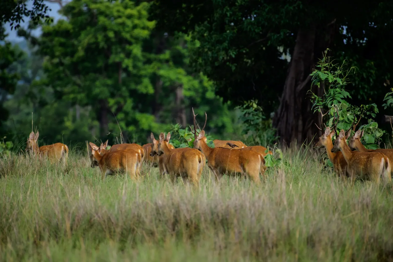 A herd of barasingha, the hard-ground swamp deer, in Kanha National Park