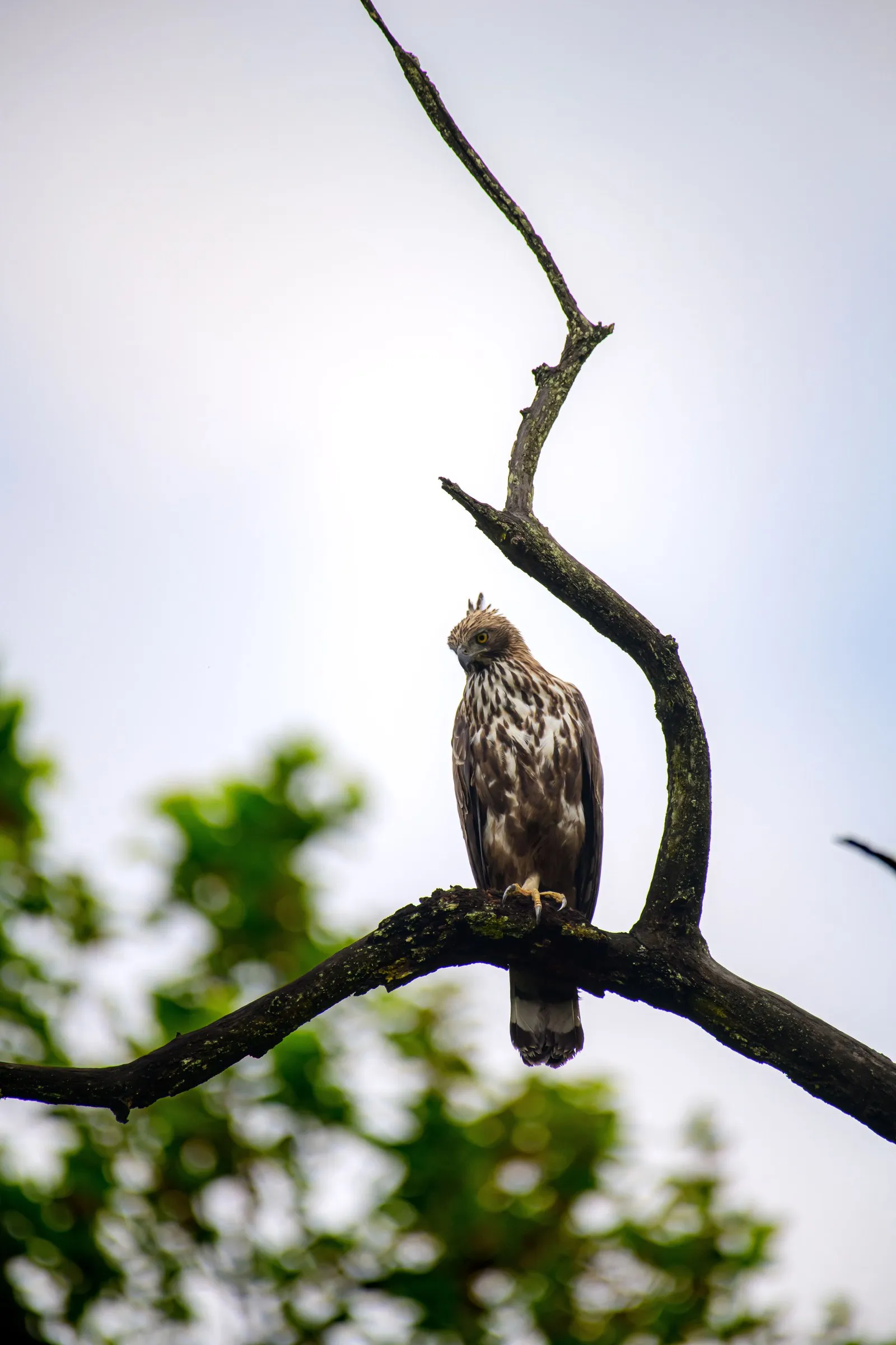 A crested serpent eagle on a bare branch at Kanha