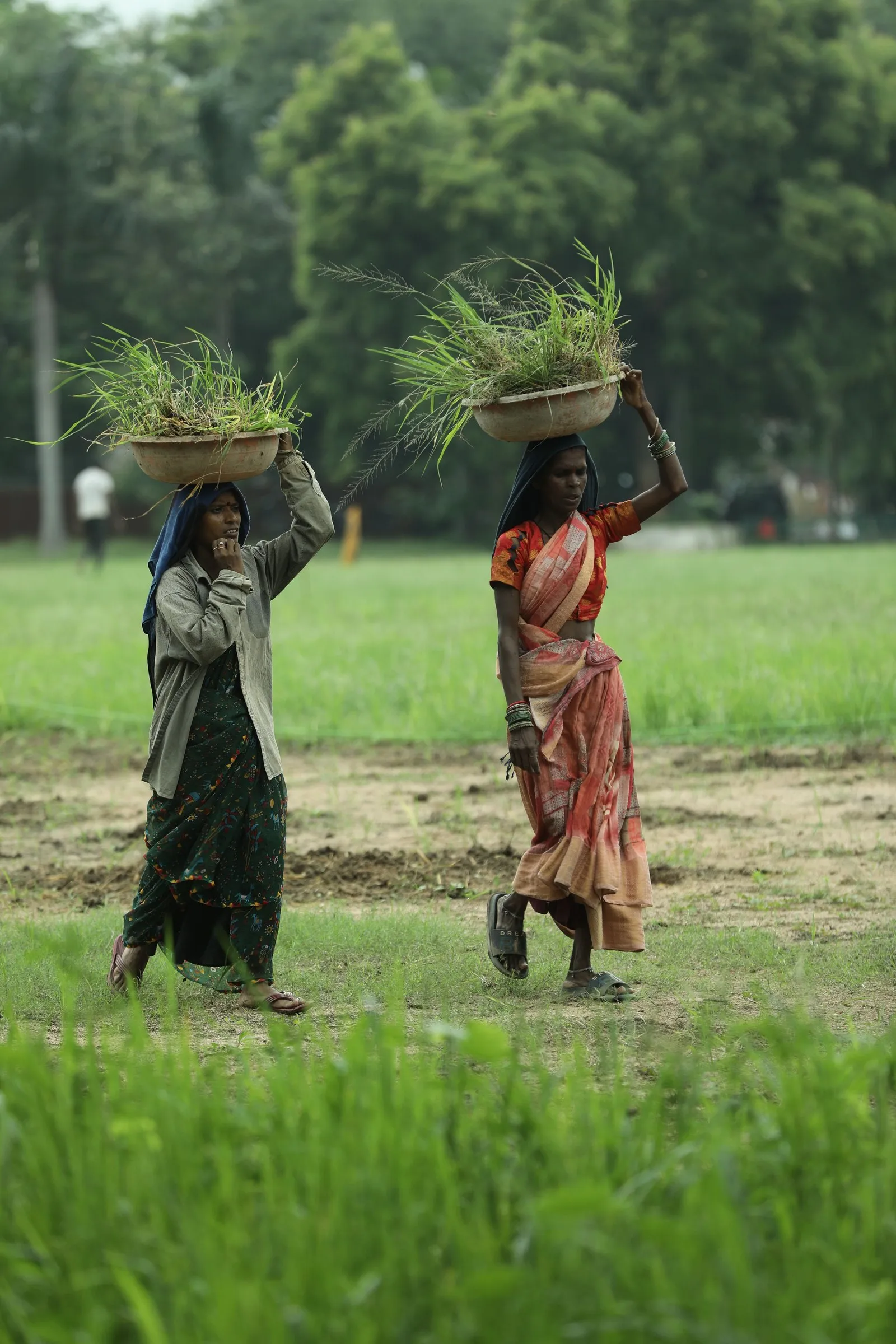 Two women carrying fodder home across the fields near Raipur