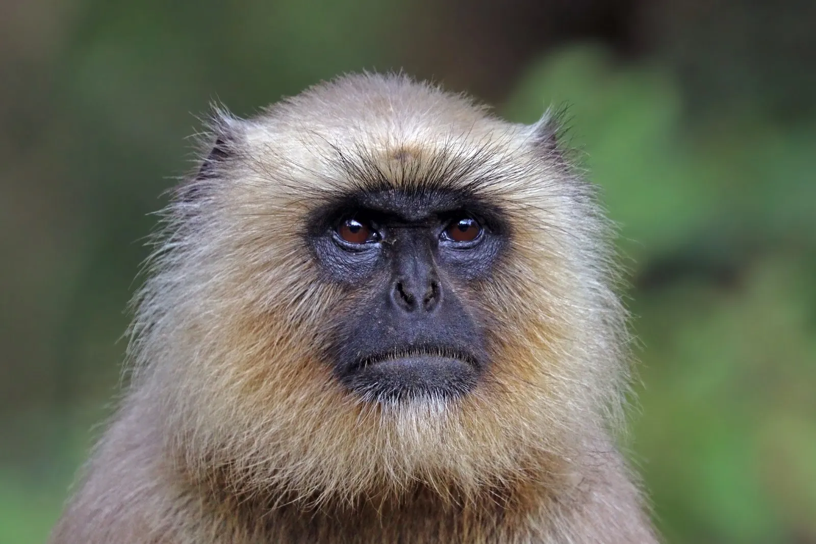 A grey langur in Kanha National Park