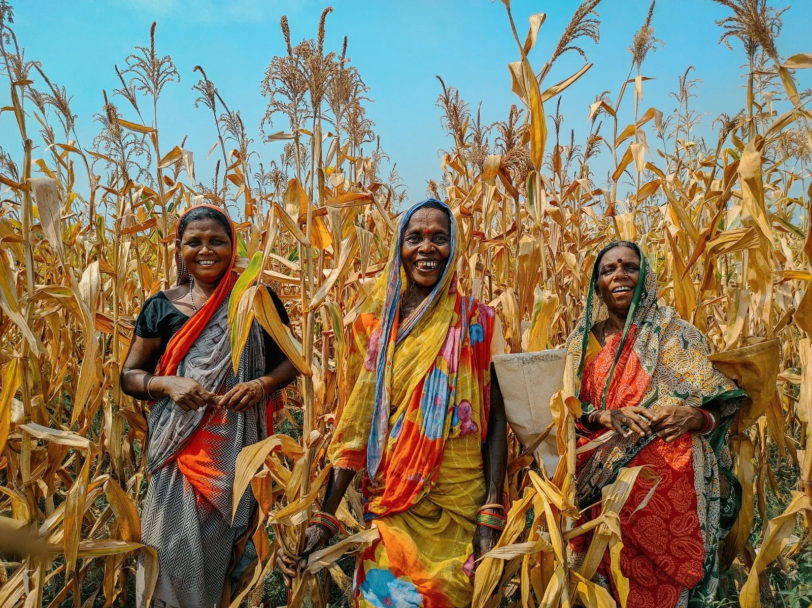 Women harvesting maize in a field in rural Odisha