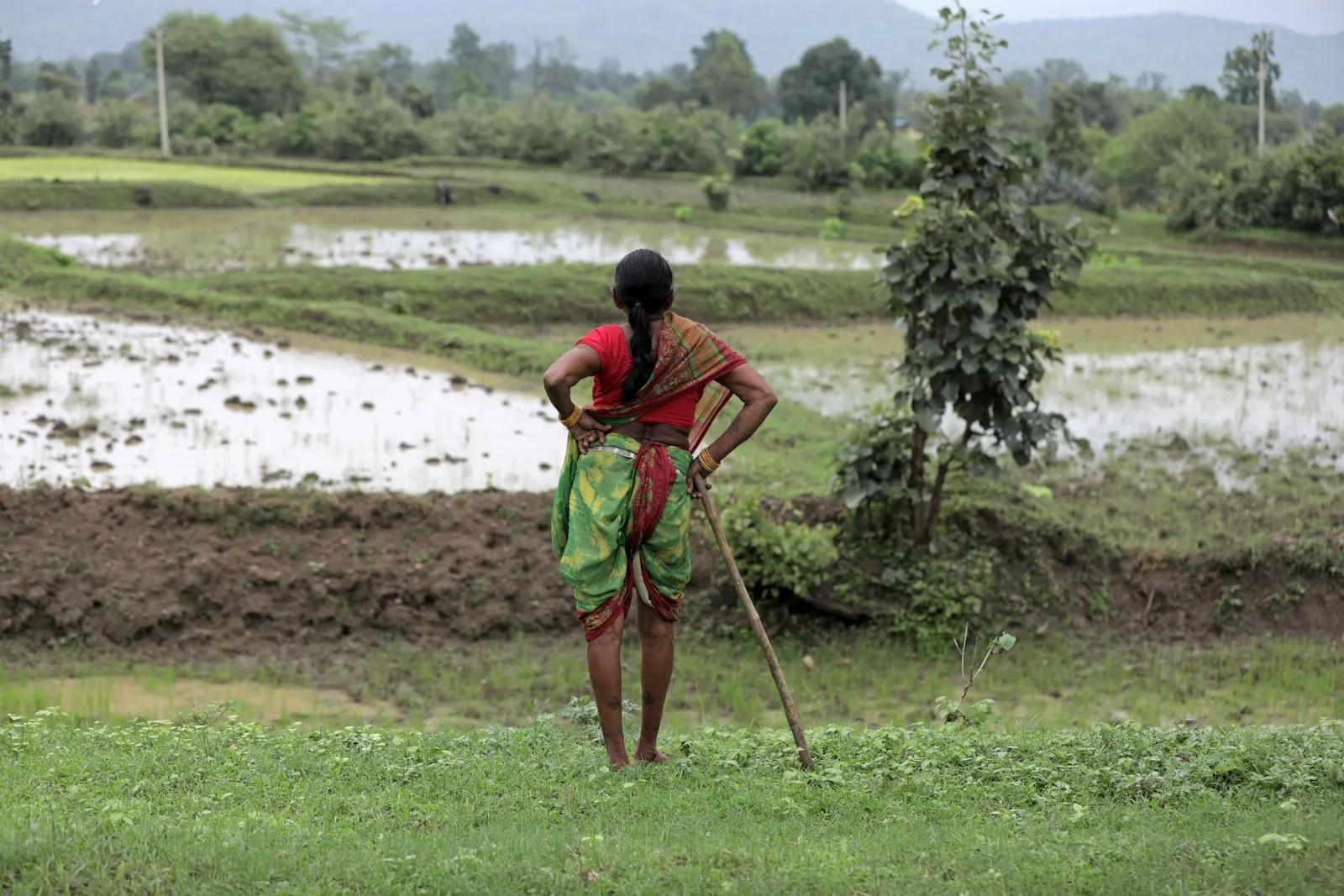 A woman farmer looking over the rice paddies in rural Chhattisgarh