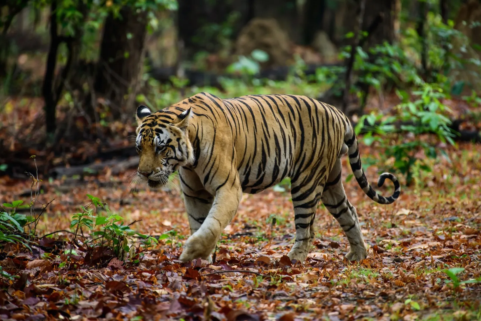 A tiger walking through the sal forest at Kanha