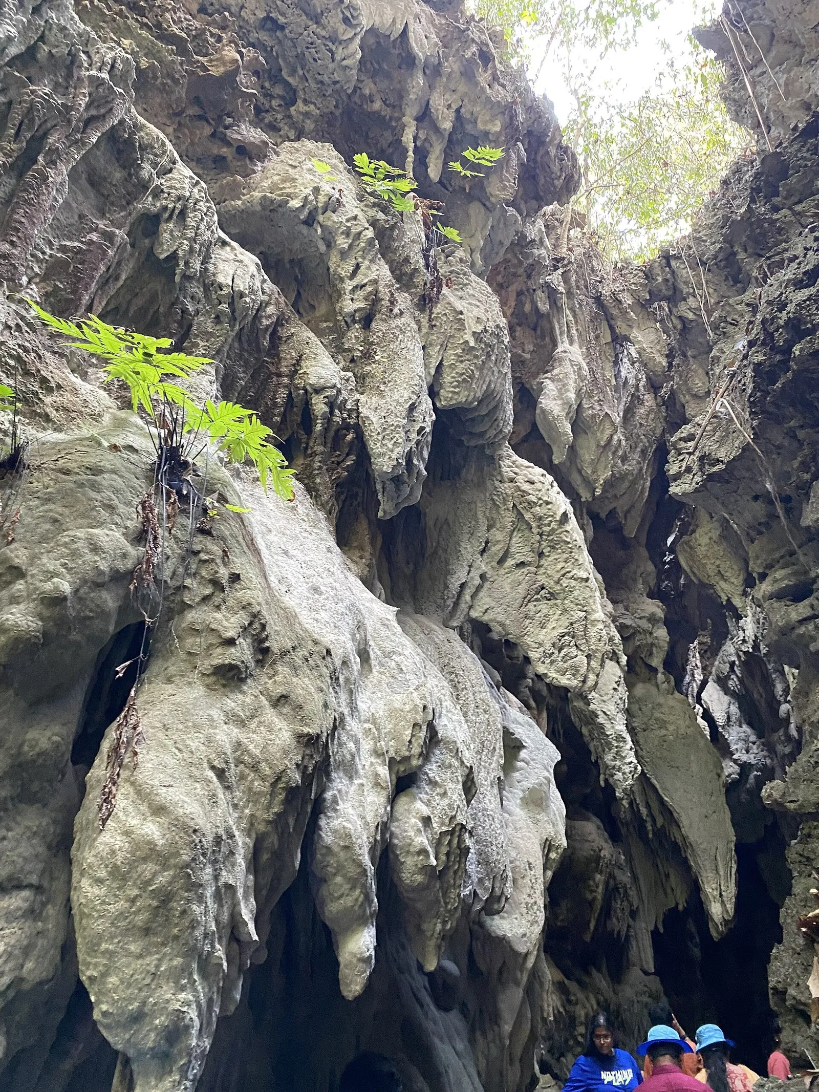 Limestone formations and forest light at the mouth of the caves on Baratang Island