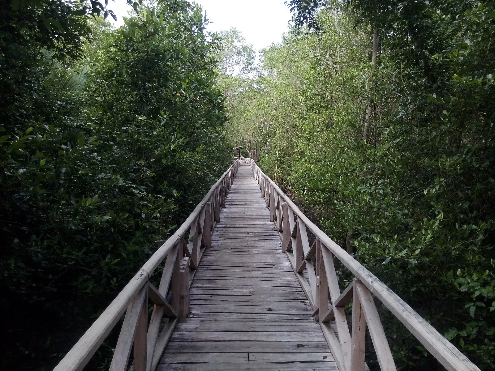 The wooden boardwalk through the mangrove forest at Dhani Nallah, near Rangat