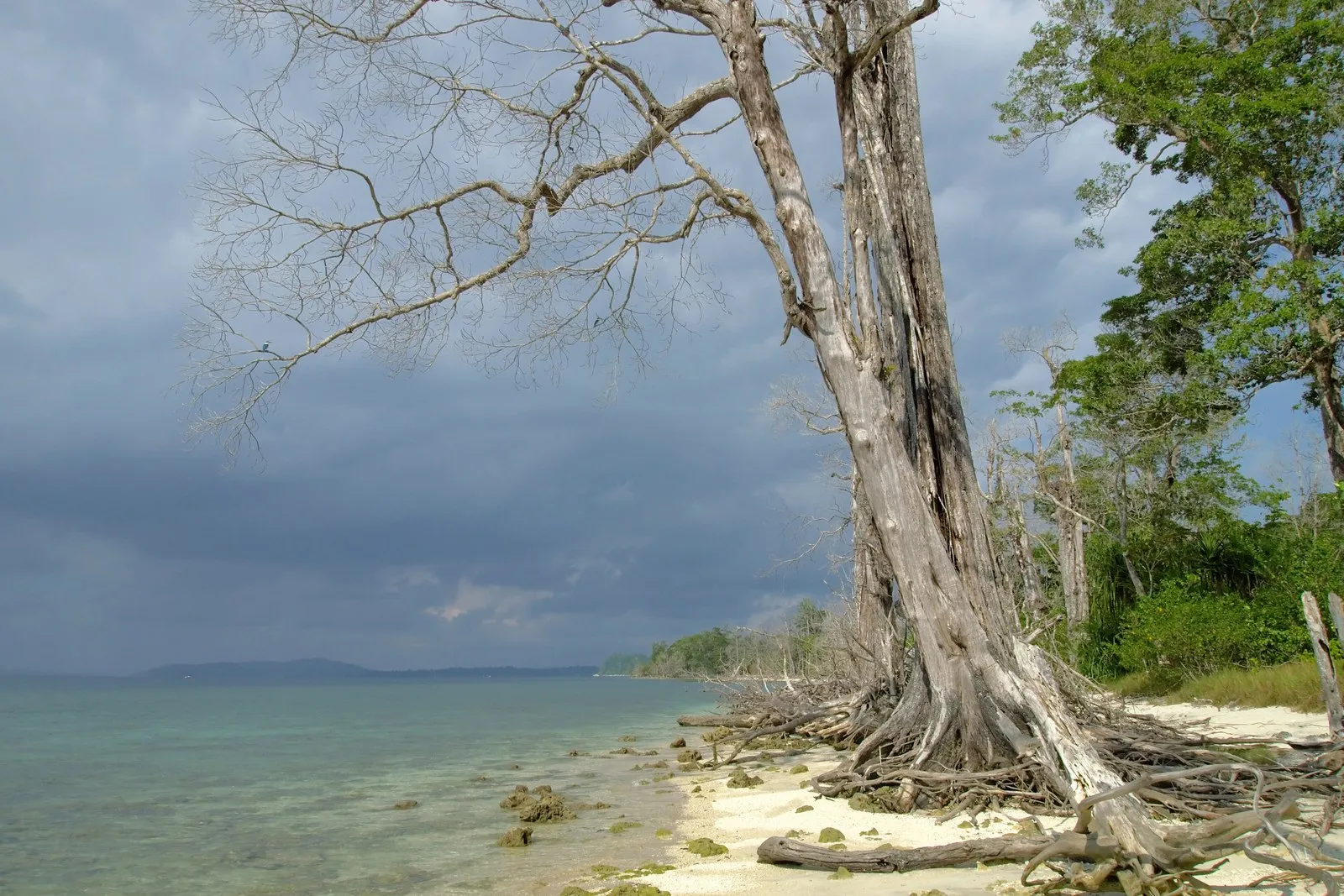 A bleached fallen tree on the white sand of Elephant Beach, Havelock