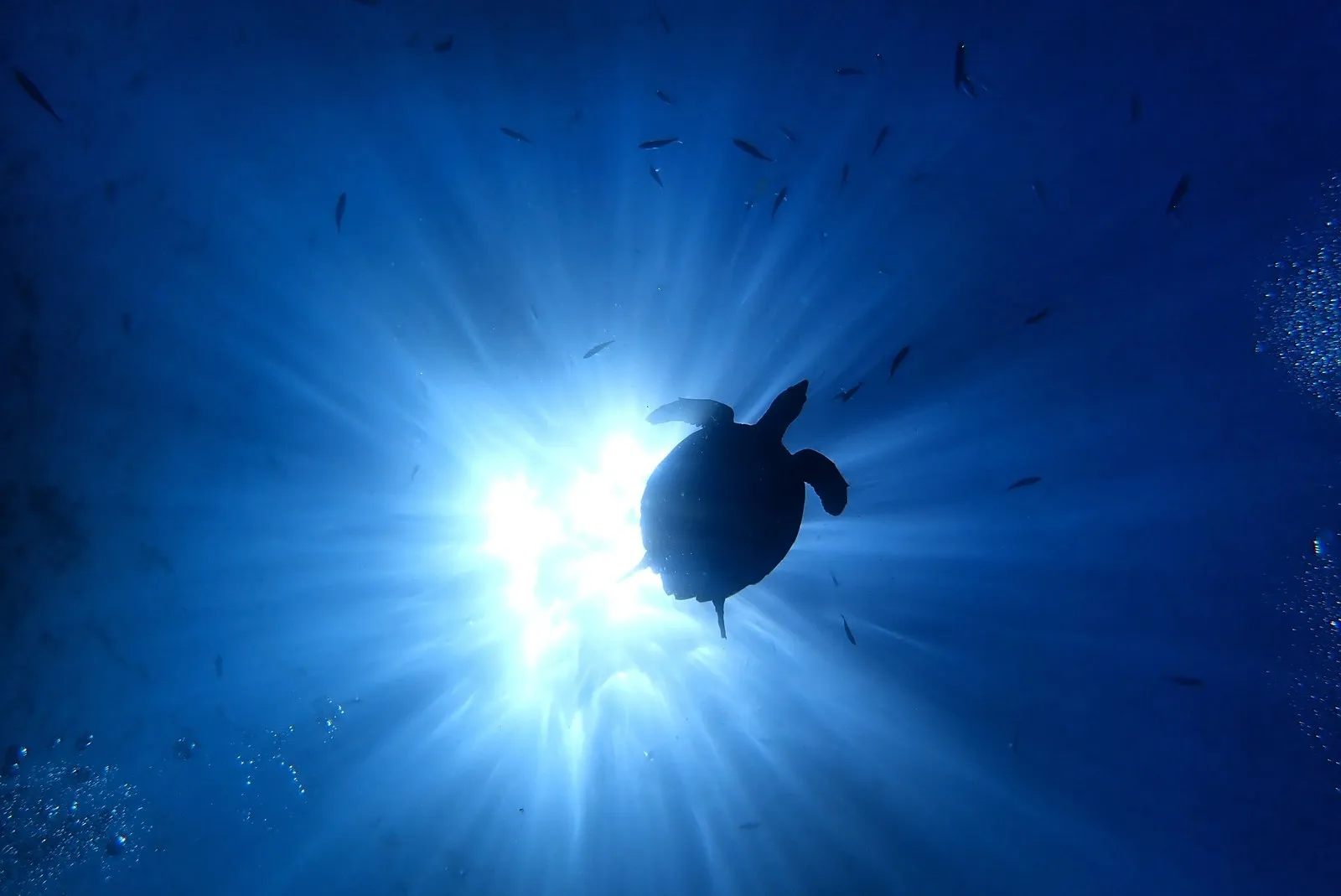 A sea turtle swimming against the sunlight in Andaman waters