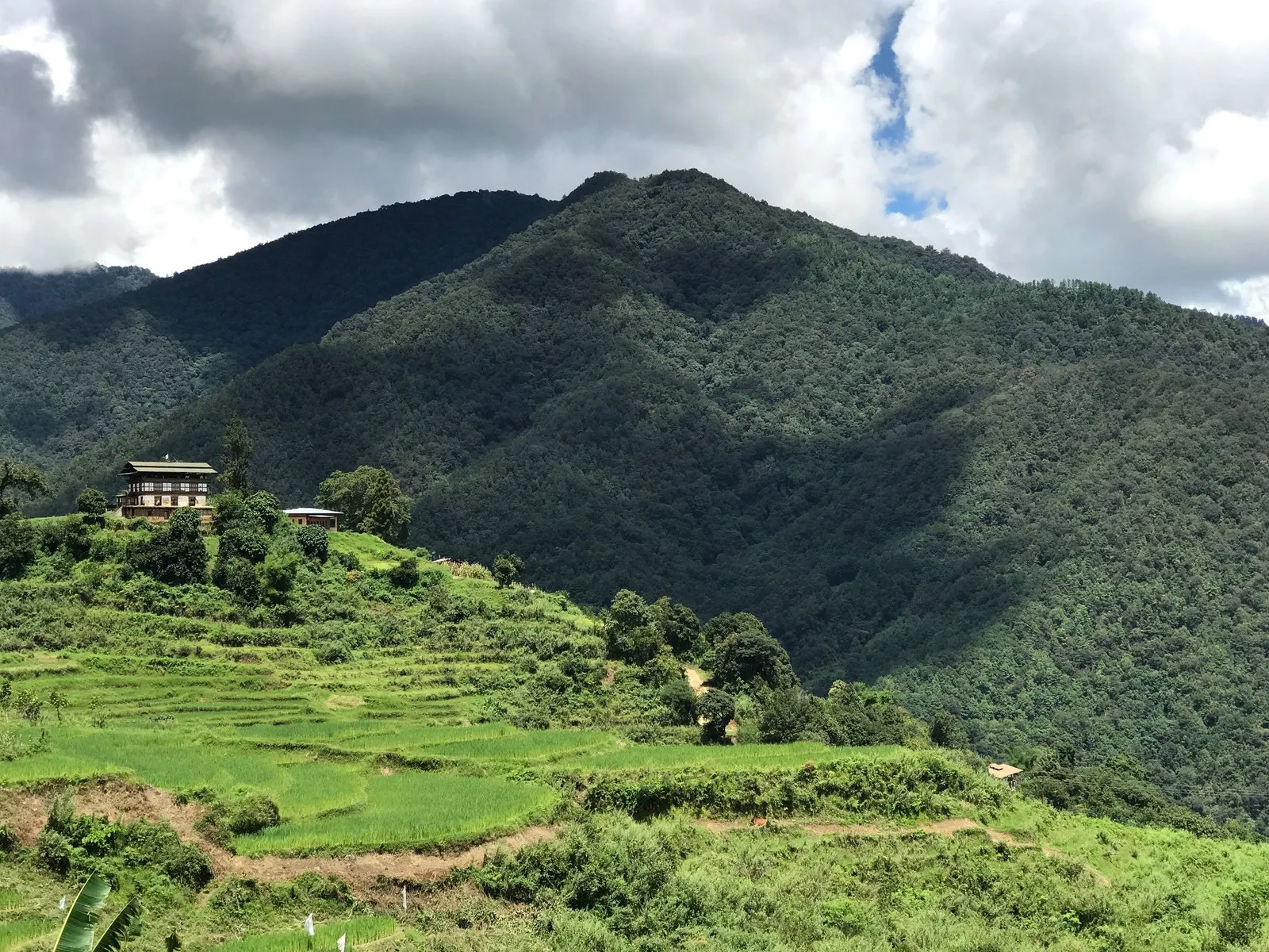 Rice terraces and a farmhouse in the Punakha valley