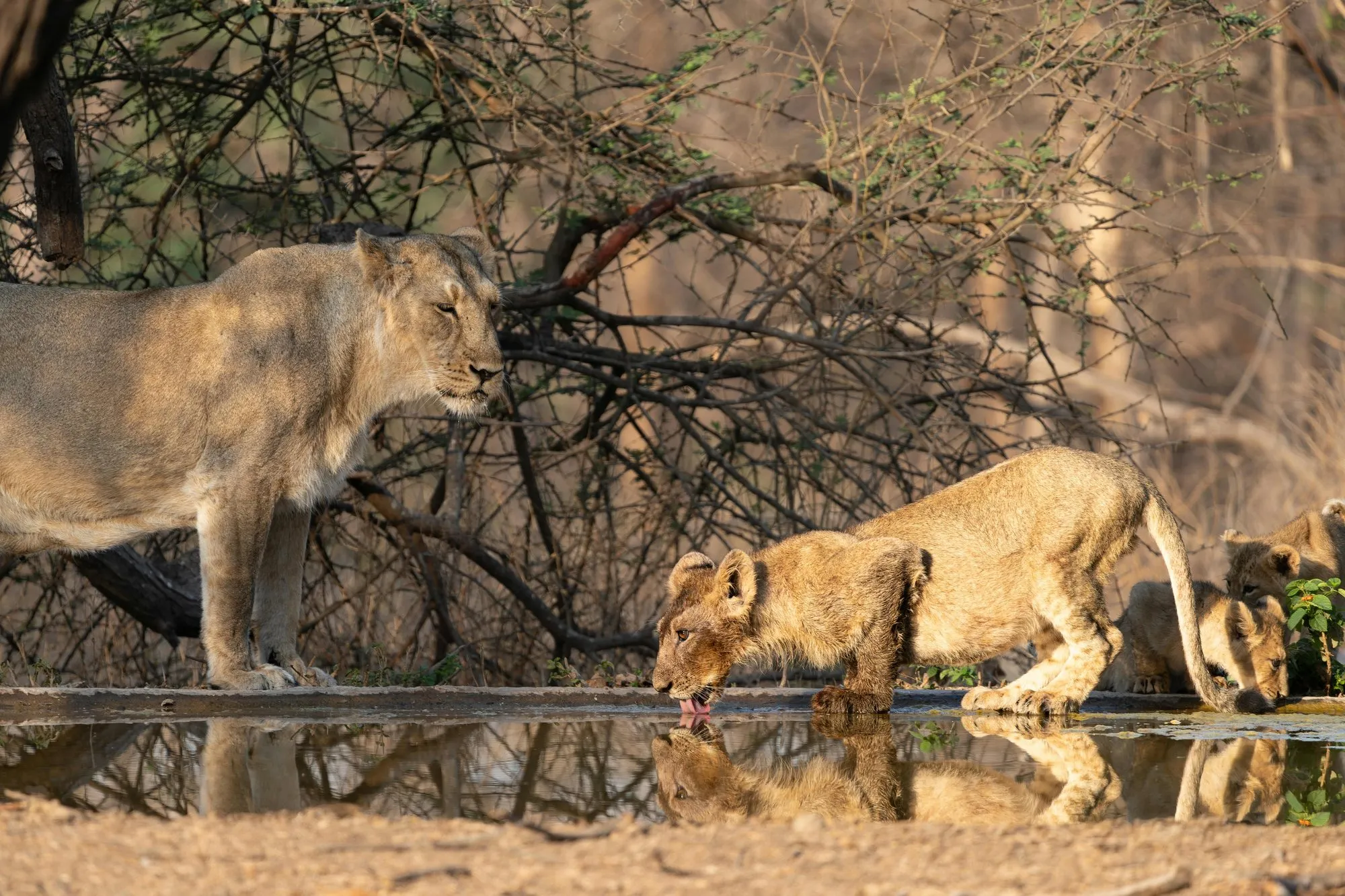 Two lionesses drinking at a forest pool